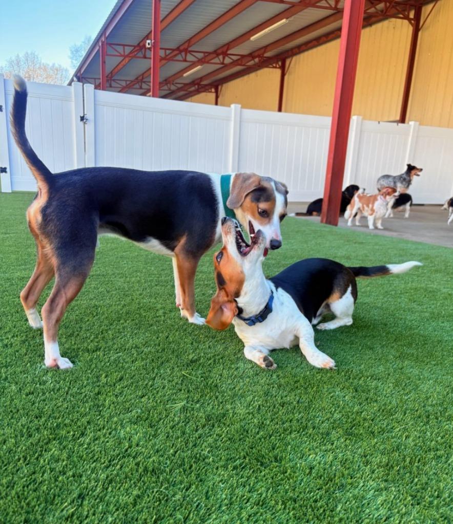 Enlarge Mr. Pibb, a Adoptable mixed breed in Fayetteville, AR image 4/6