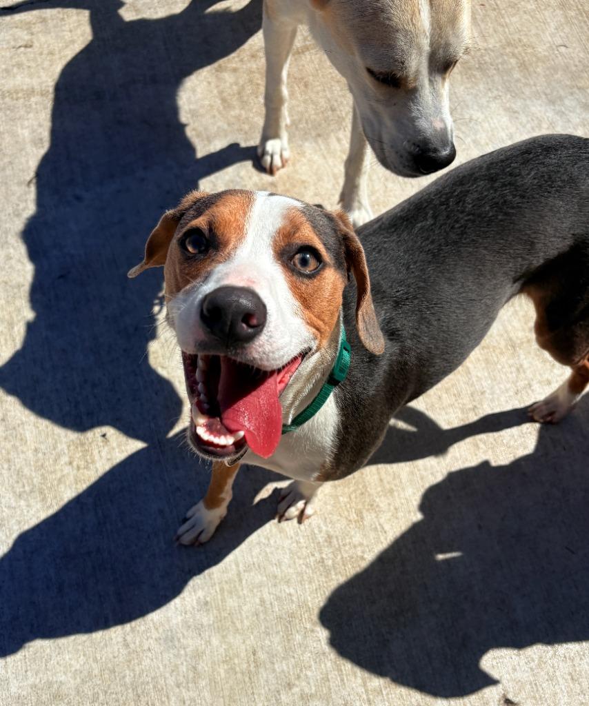 Enlarge Mr. Pibb, a Adoptable mixed breed in Fayetteville, AR image 5/6