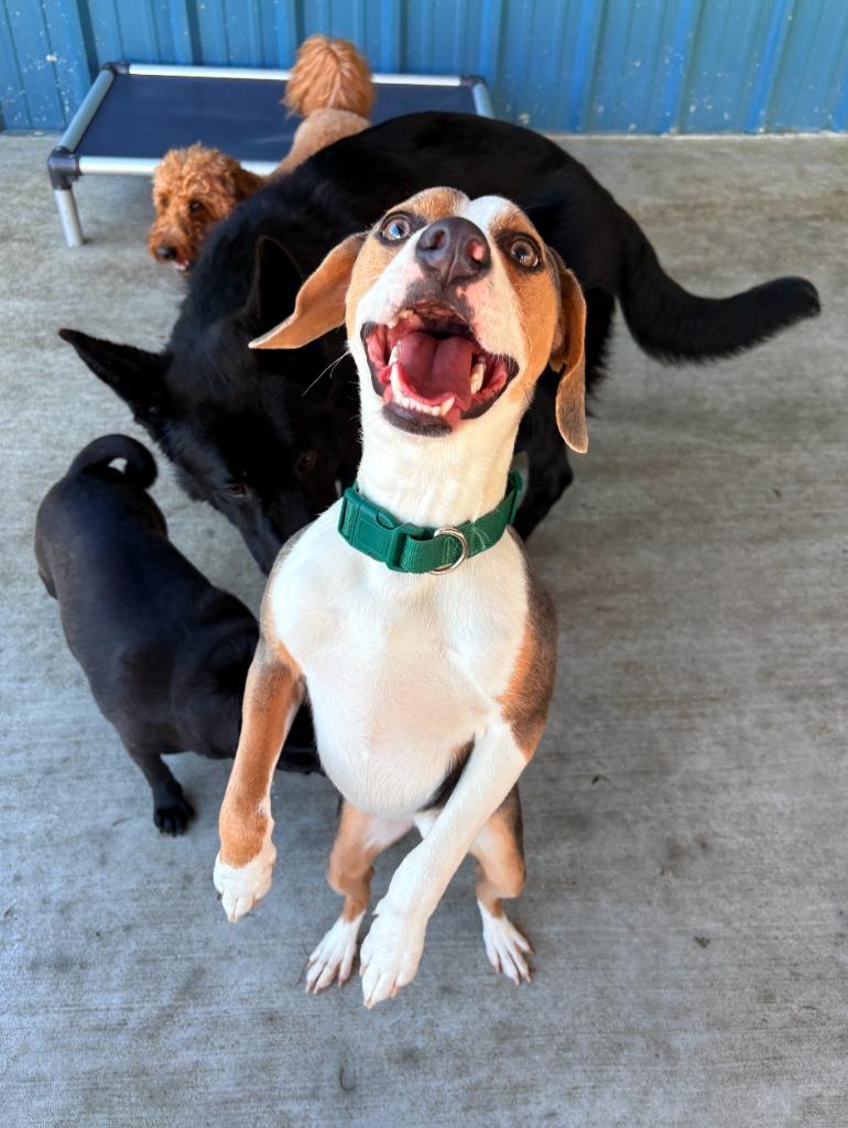 Enlarge Mr. Pibb, a Adoptable mixed breed in Fayetteville, AR image 6/6