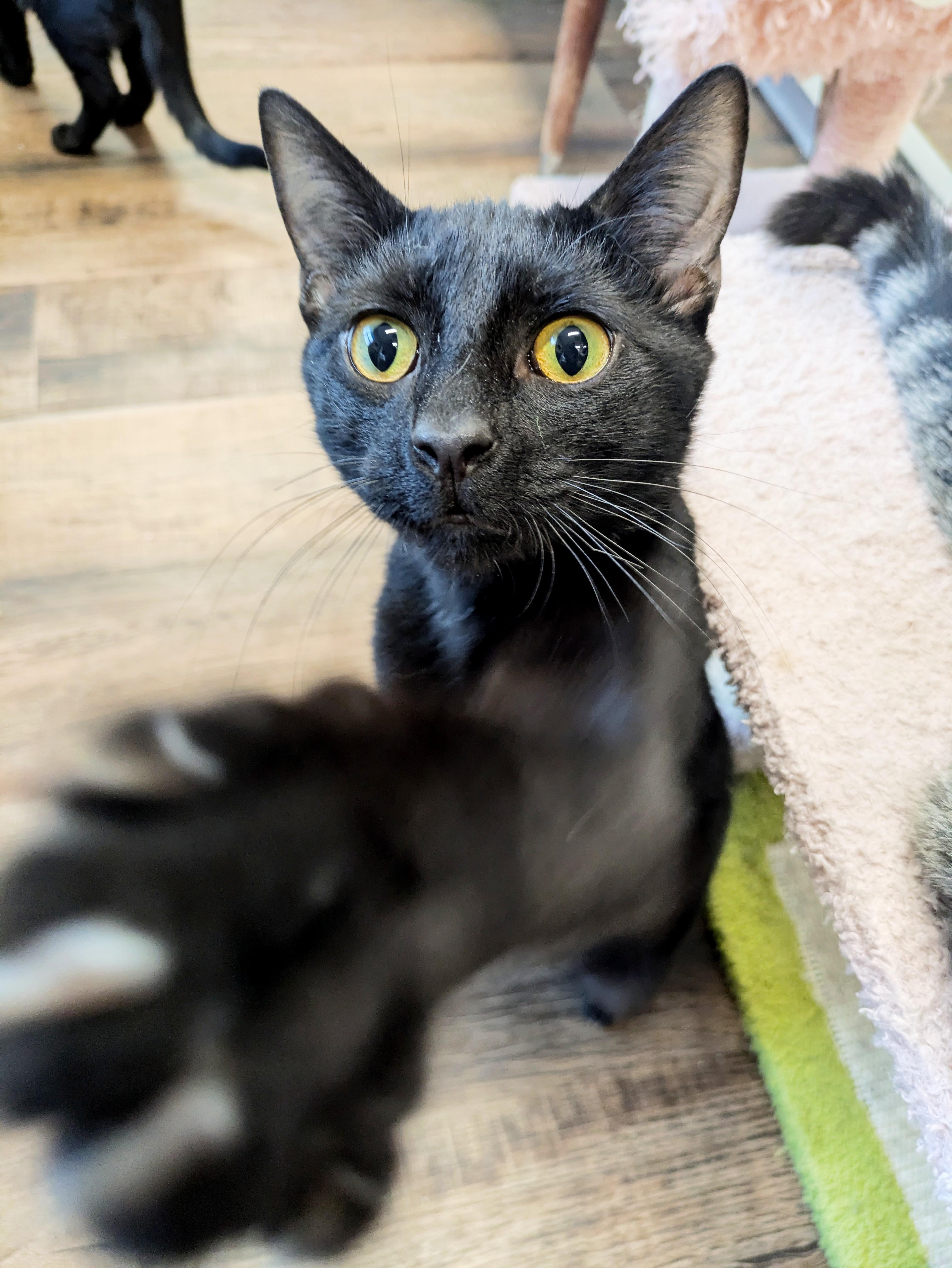 Enlarge Mr. Blacky, a ADOPTABLE Domestic Short Hair in Frederick, MD image 3/3
