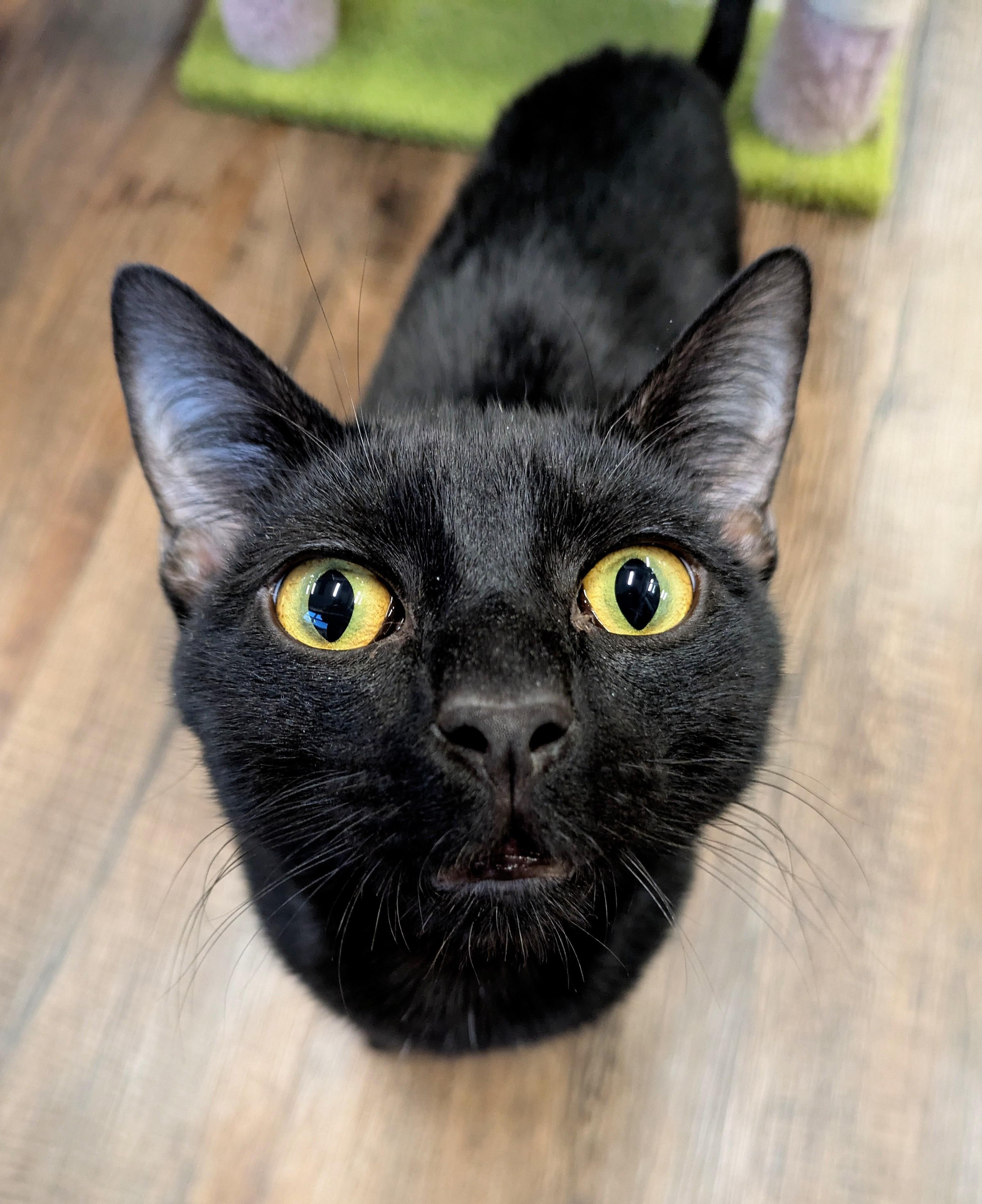 Enlarge Mr. Blacky, a ADOPTABLE Domestic Short Hair in Frederick, MD image 1/3
