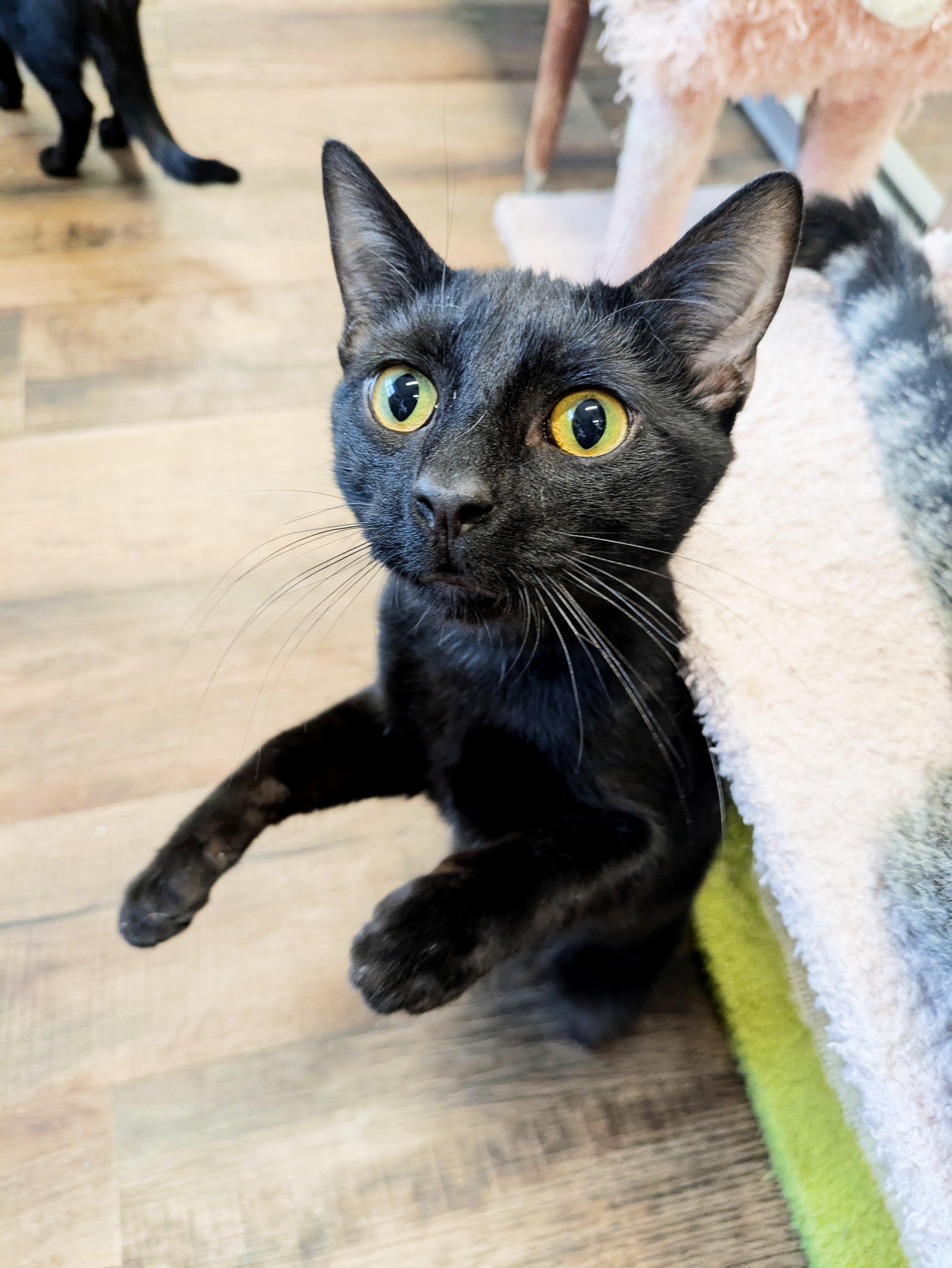 Enlarge Mr. Blacky, a ADOPTABLE Domestic Short Hair in Frederick, MD image 2/3