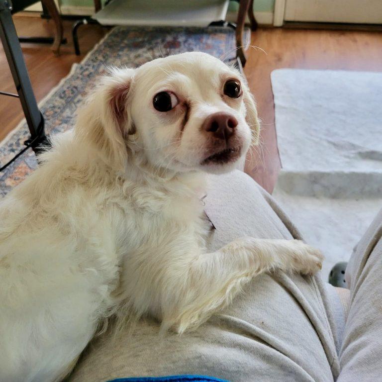 Enlarge Miss Toots, a Adoptable mixed breed in Garner, NC image 1/3