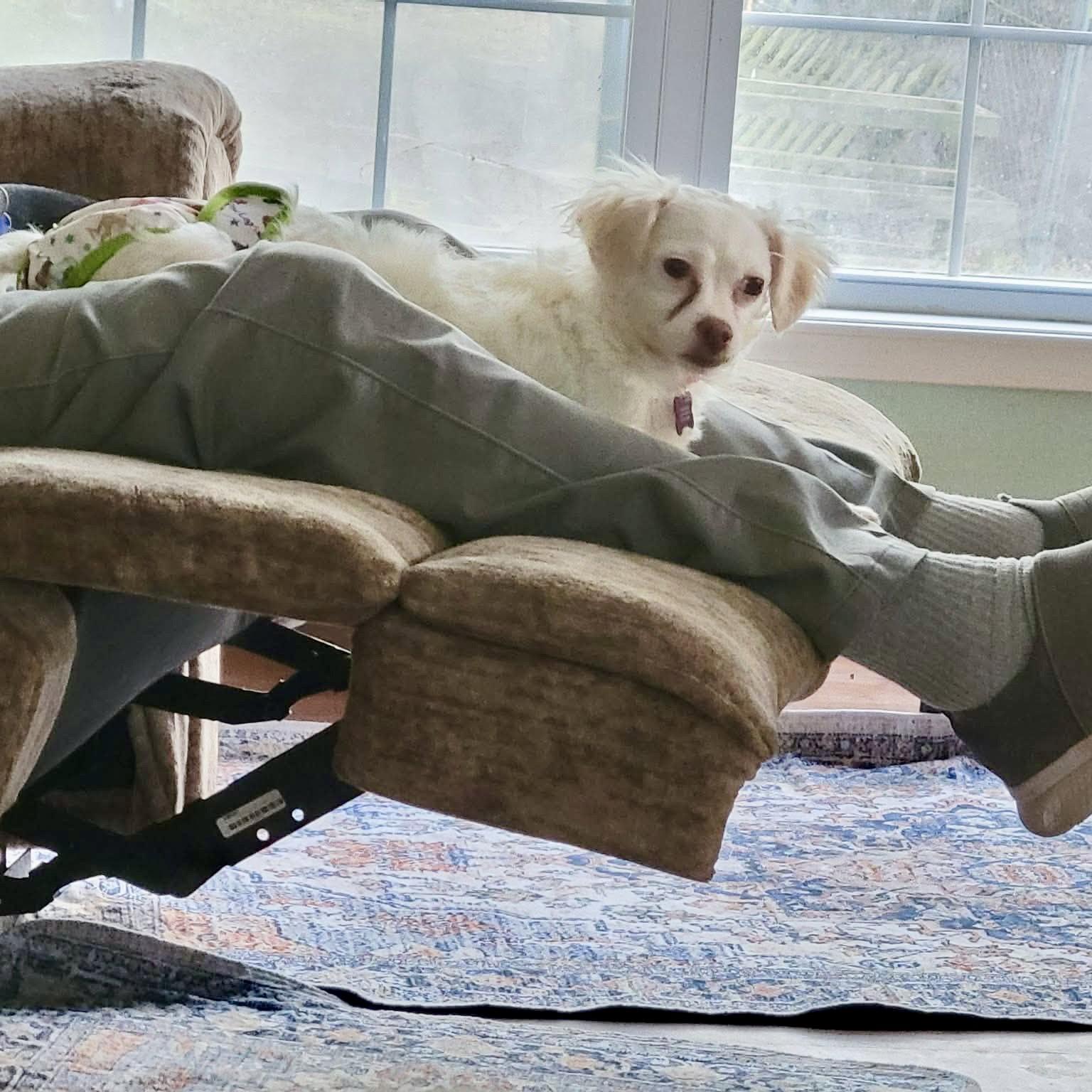 Enlarge Miss Toots, a Adoptable mixed breed in Garner, NC image 2/3