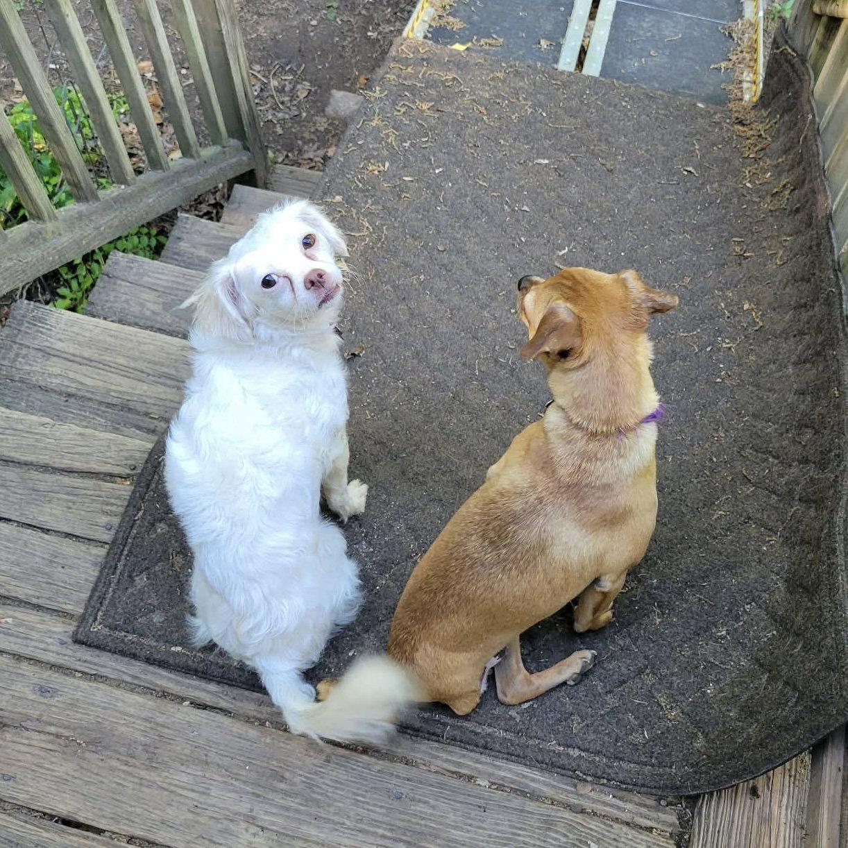 Enlarge Miss Toots, a Adoptable mixed breed in Garner, NC image 3/3