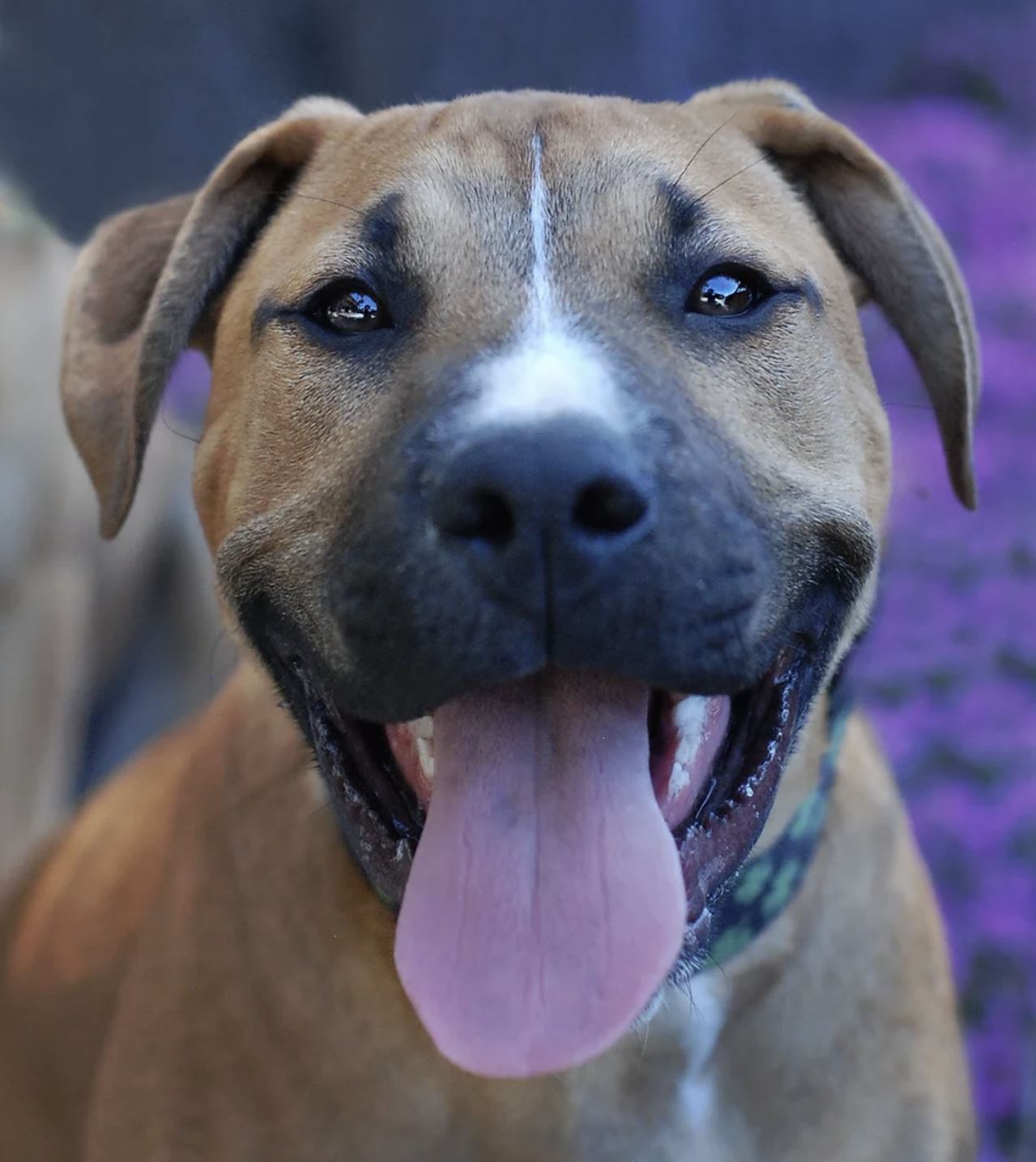 Enlarge Ollie, a Adopted mixed breed in Oakland, CA image 2/5