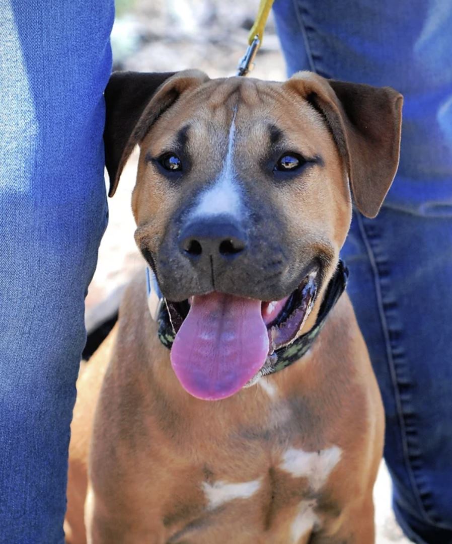 Enlarge Ollie, a Adopted mixed breed in Oakland, CA image 3/5