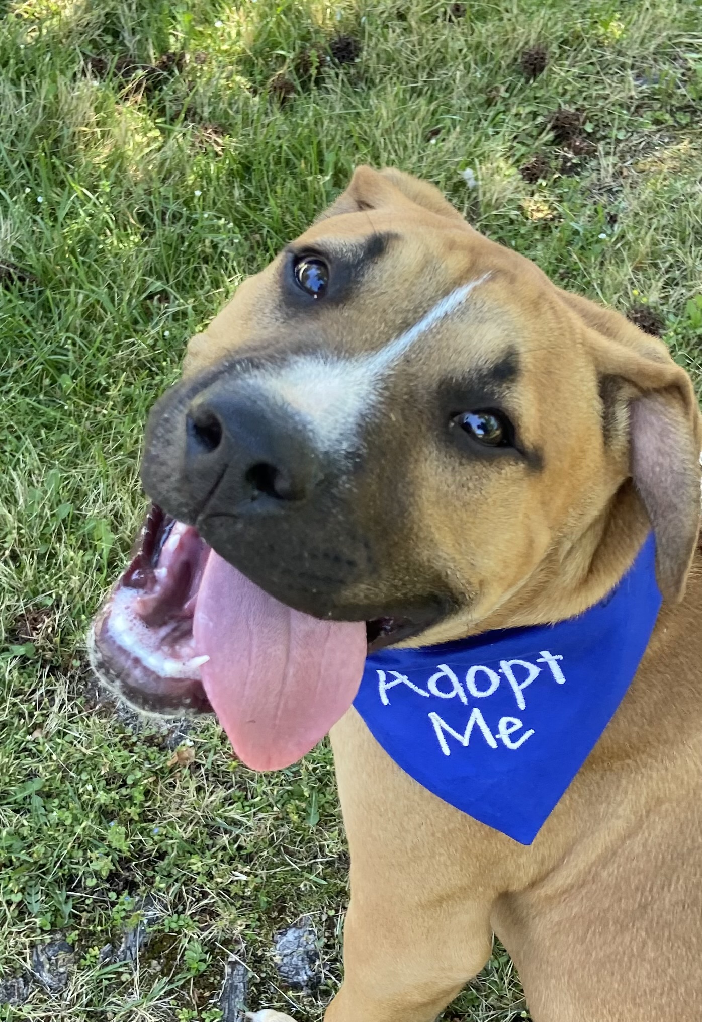 Enlarge Ollie, a Adopted mixed breed in Oakland, CA image 1/5