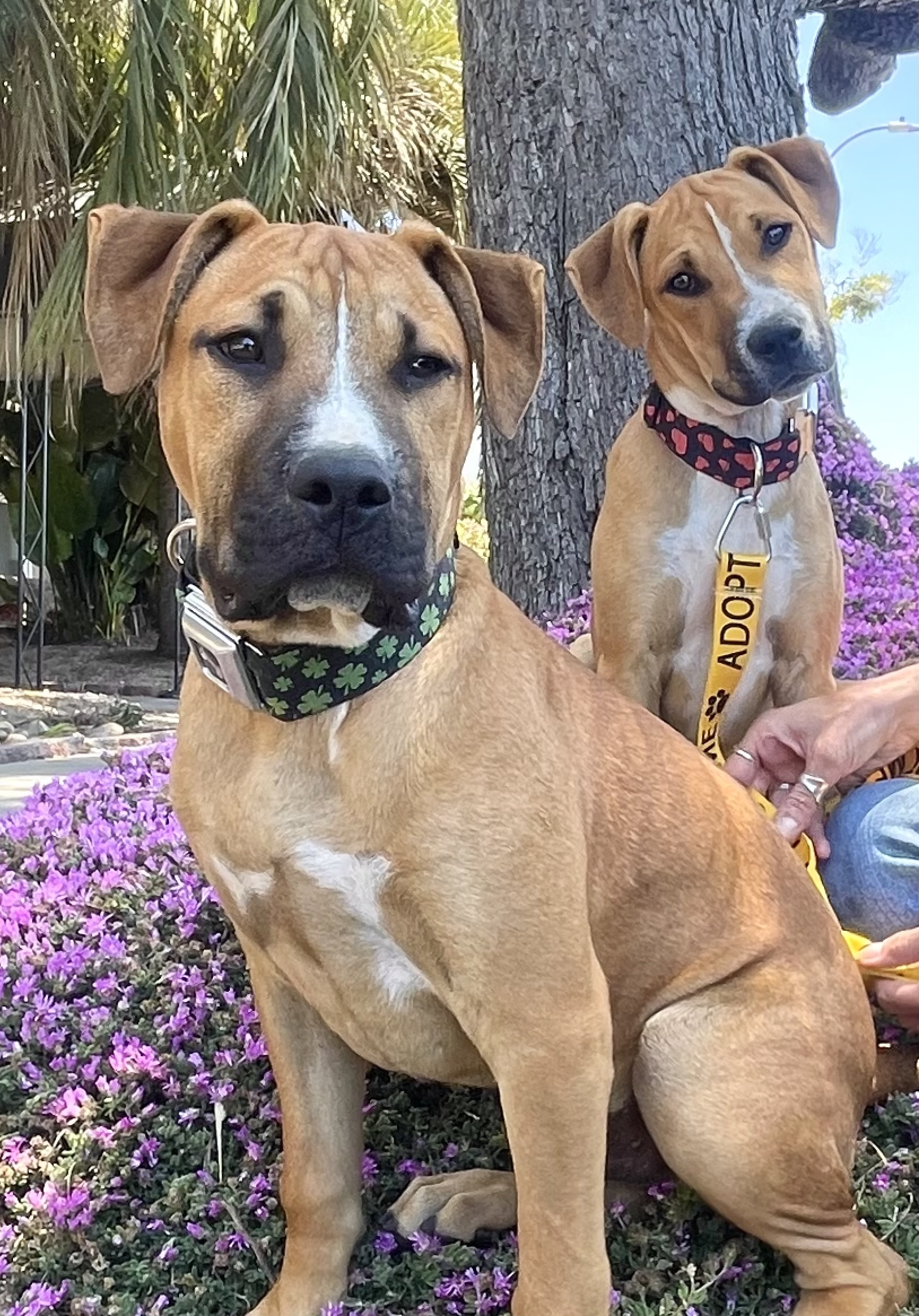 Enlarge Ollie, a Adopted mixed breed in Oakland, CA image 5/5