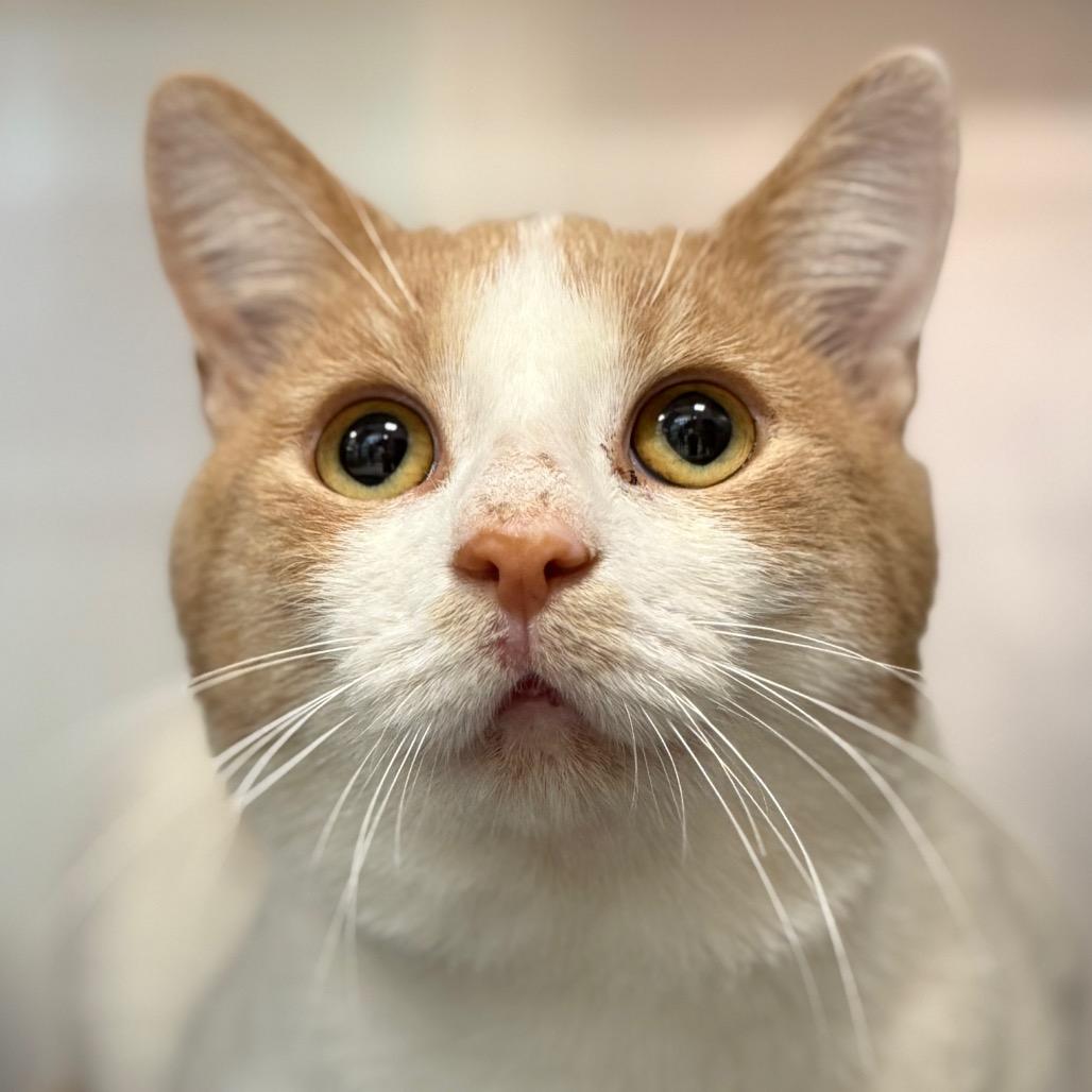 Enlarge Marcus Aurelius, a Adoptable Domestic Short Hair in Perkiomenville, PA image 2/2