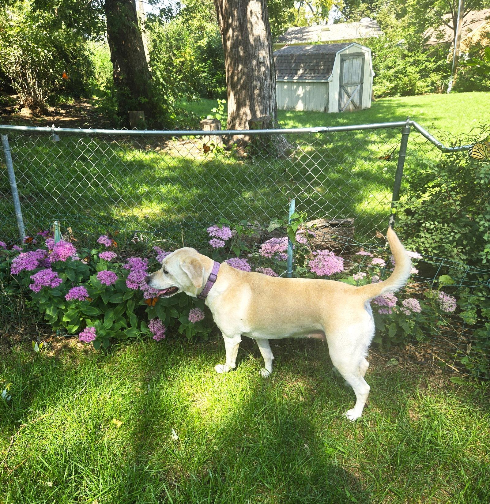 Betty, Adoptable, Adult Female Yellow Labrador Retriever.