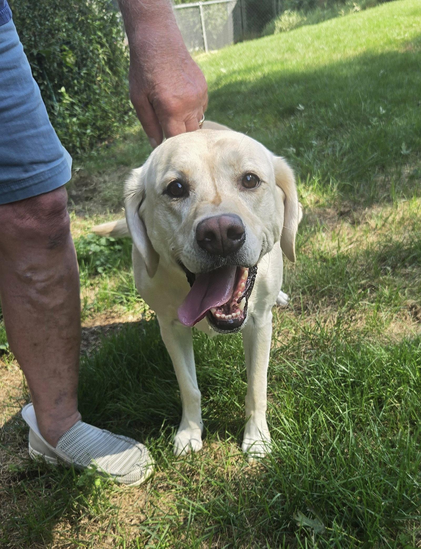 Enlarge Betty, a Adoptable Yellow Labrador Retriever in Council Bluffs, IA image 2/3
