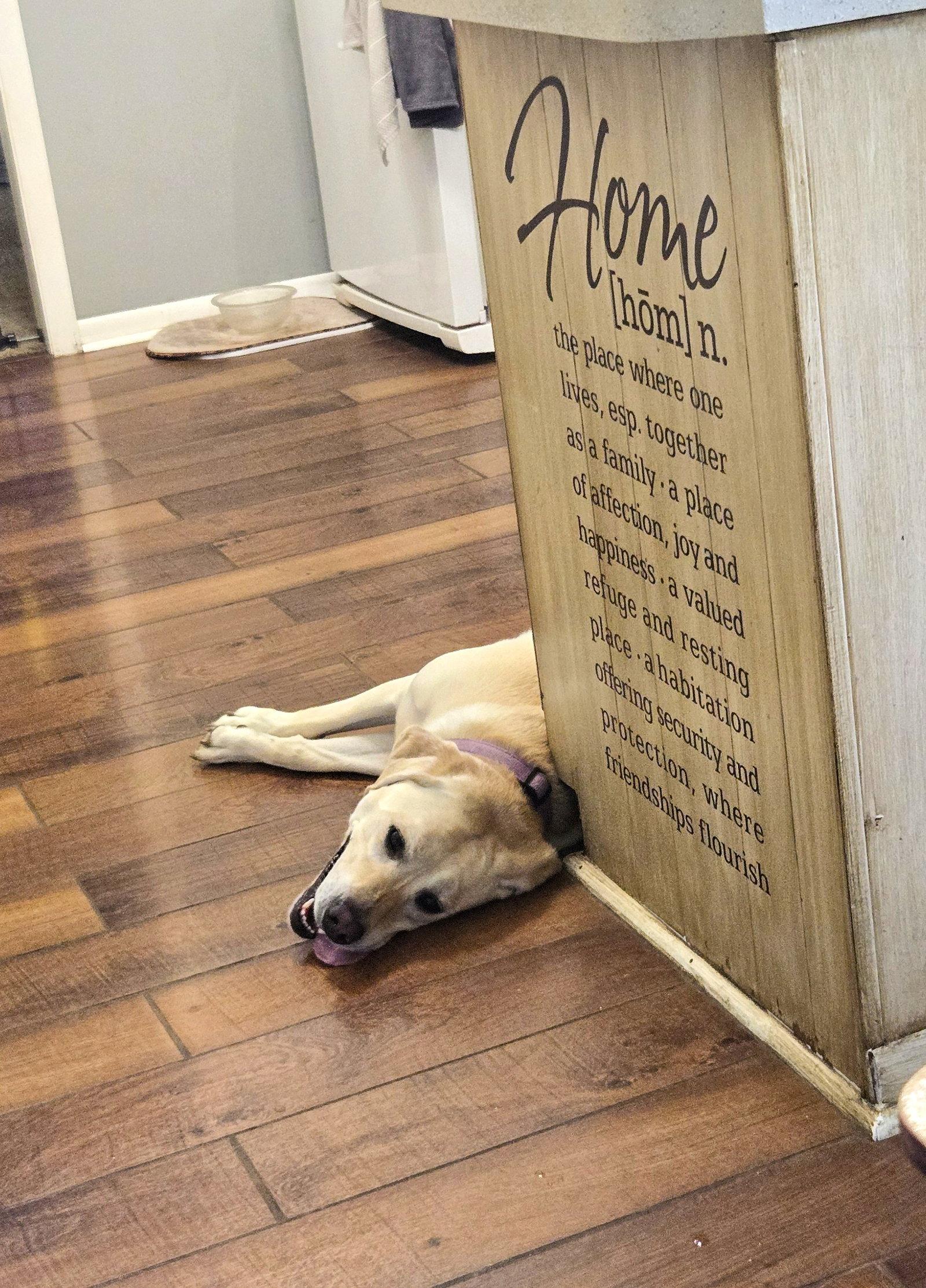Enlarge Betty, a Adoptable Yellow Labrador Retriever in Council Bluffs, IA image 3/3
