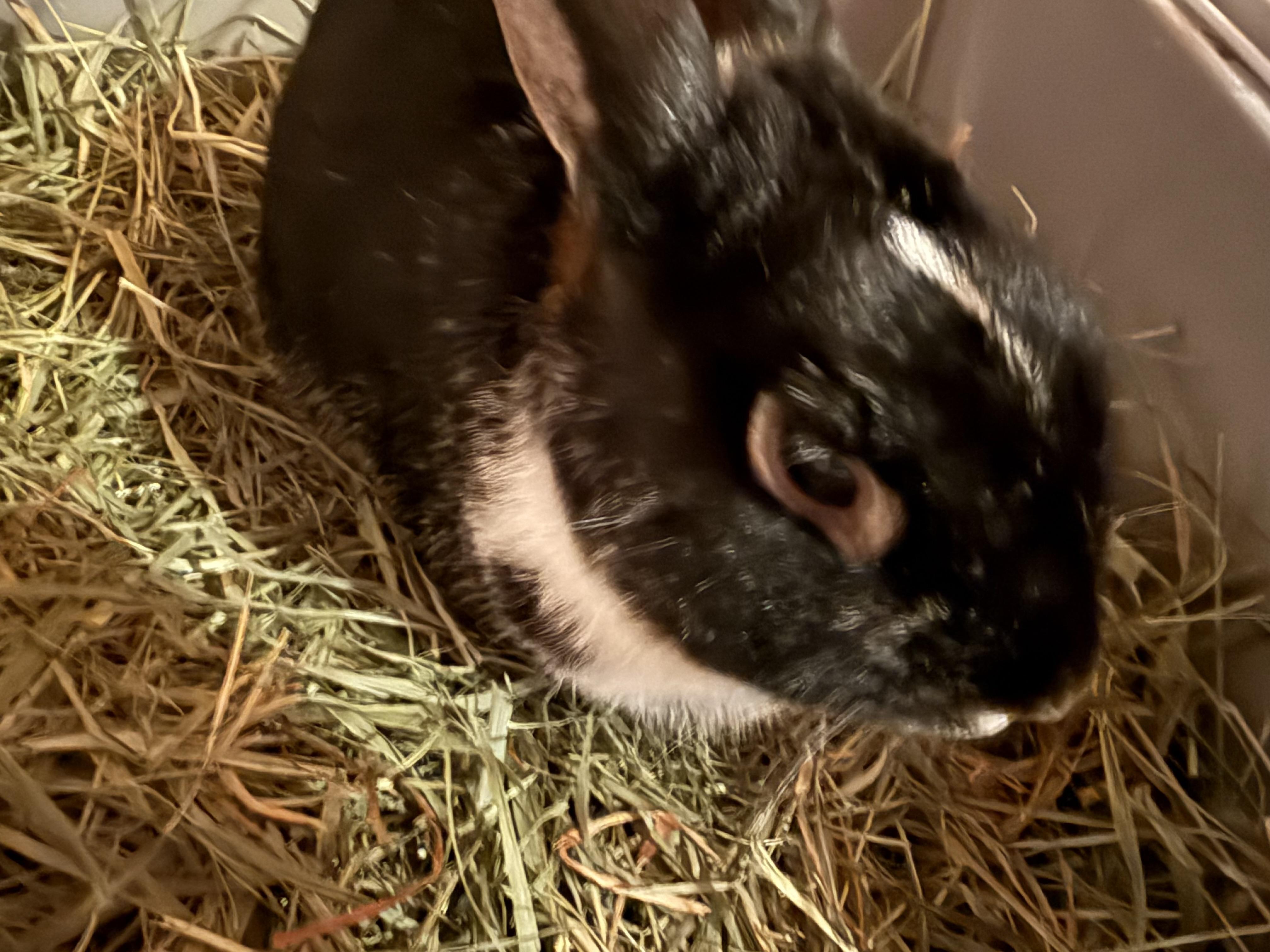 Raylan, Adoptable, Adult Male Dutch.