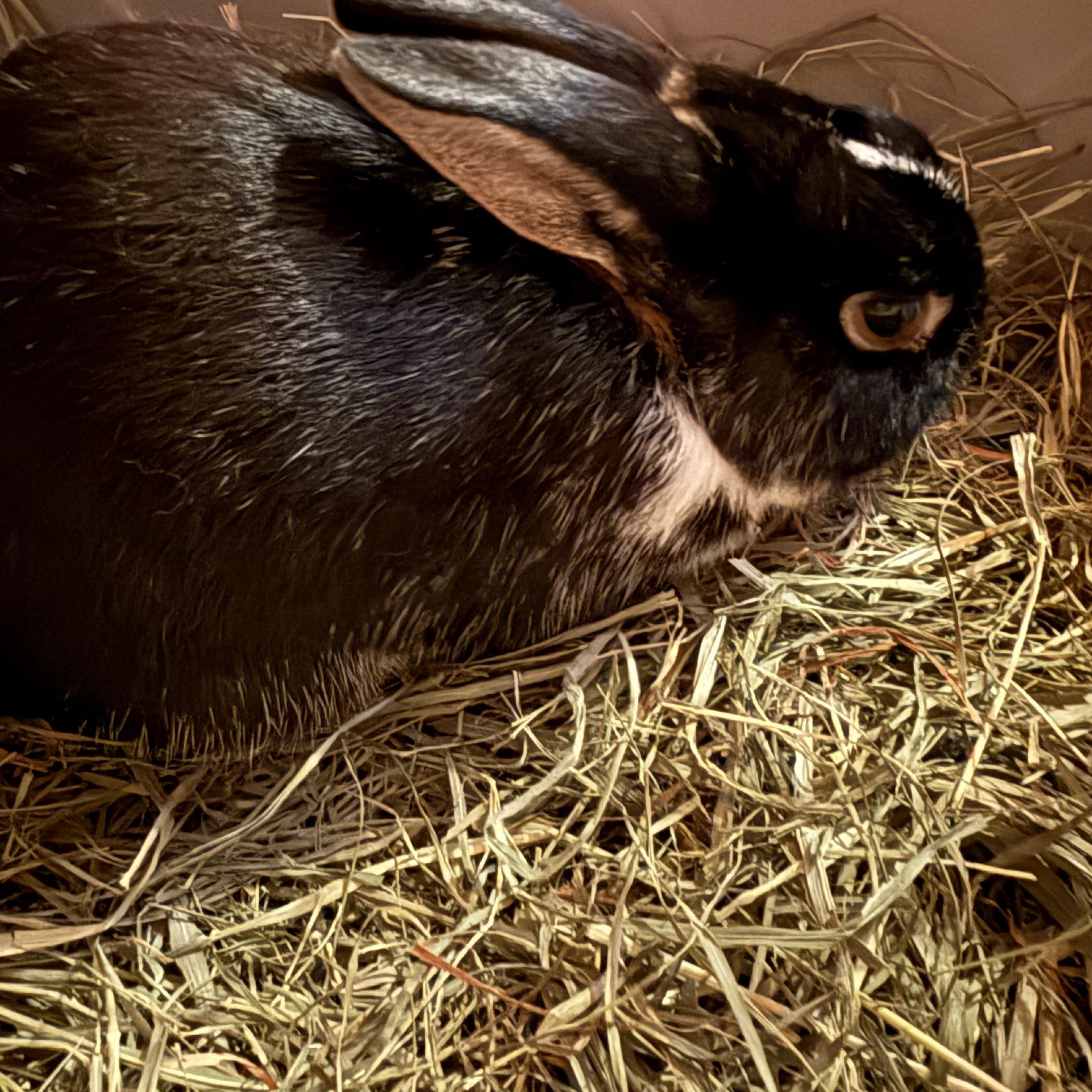 Enlarge Raylan, a Adoptable mixed breed in Cream Ridge, NJ image 2/2