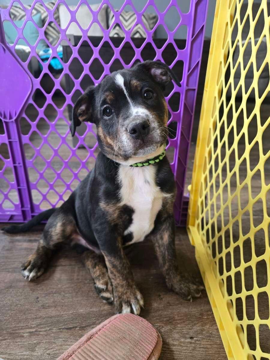 Enlarge Bob, a Adopted mixed breed in Hardin, MT image 1/1