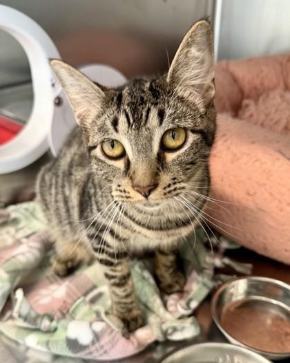 Amanda, Adoptable, Adult Female Domestic Short Hair & Domestic Short Hair.