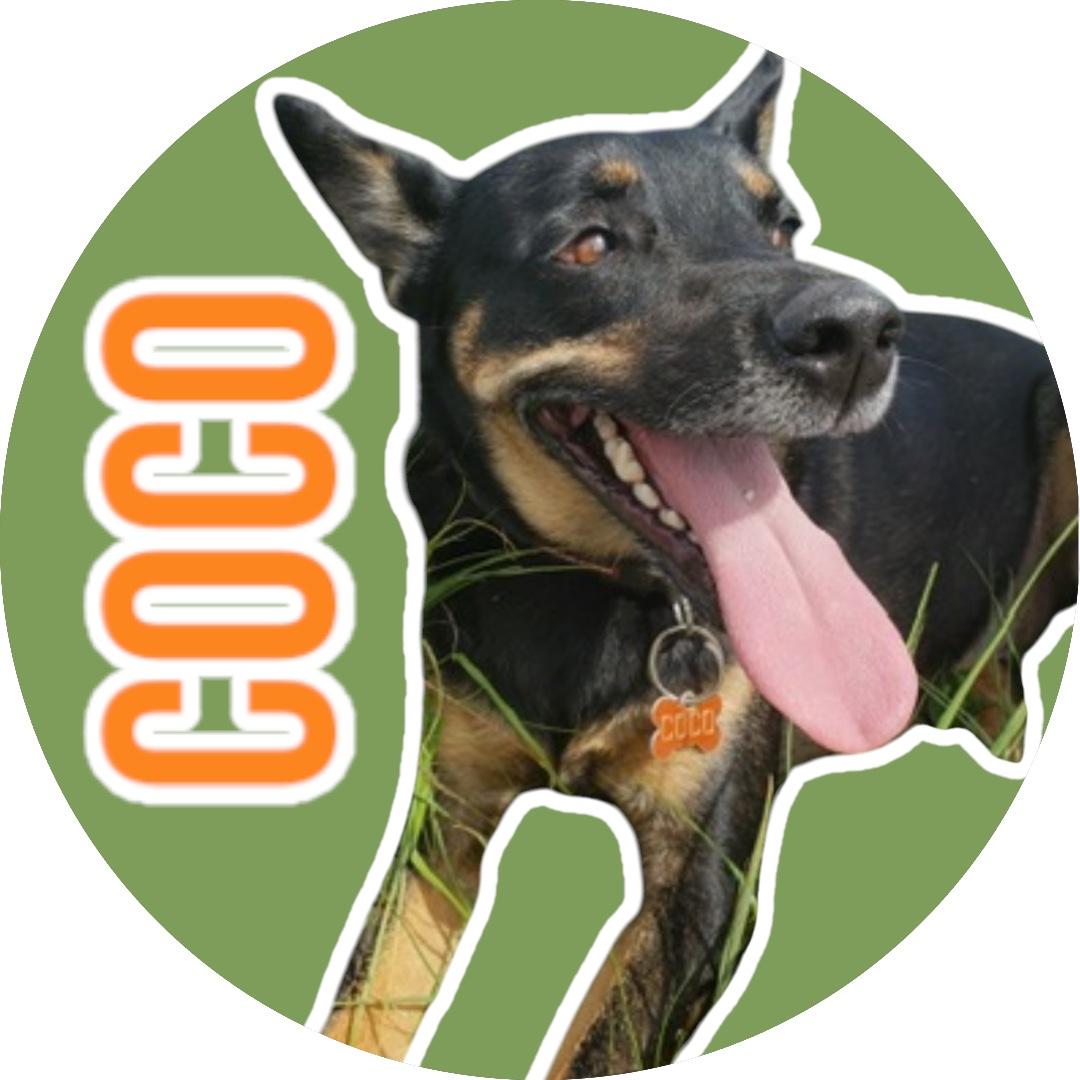 Coco, Adoptable, Senior Male German Shepherd Dog.