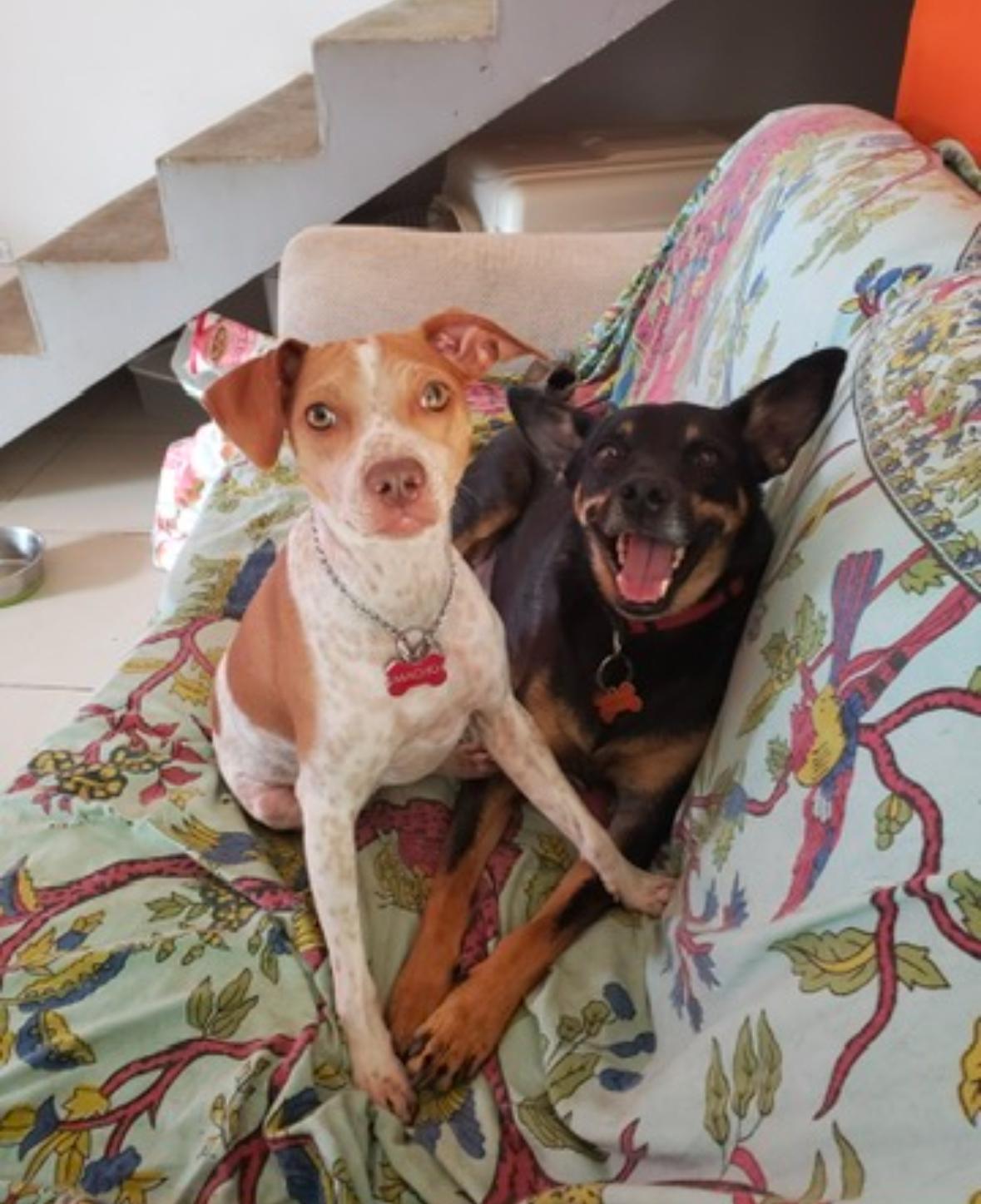 Enlarge Coco, a Adoptable mixed breed in Fort Worth, TX image 3/5