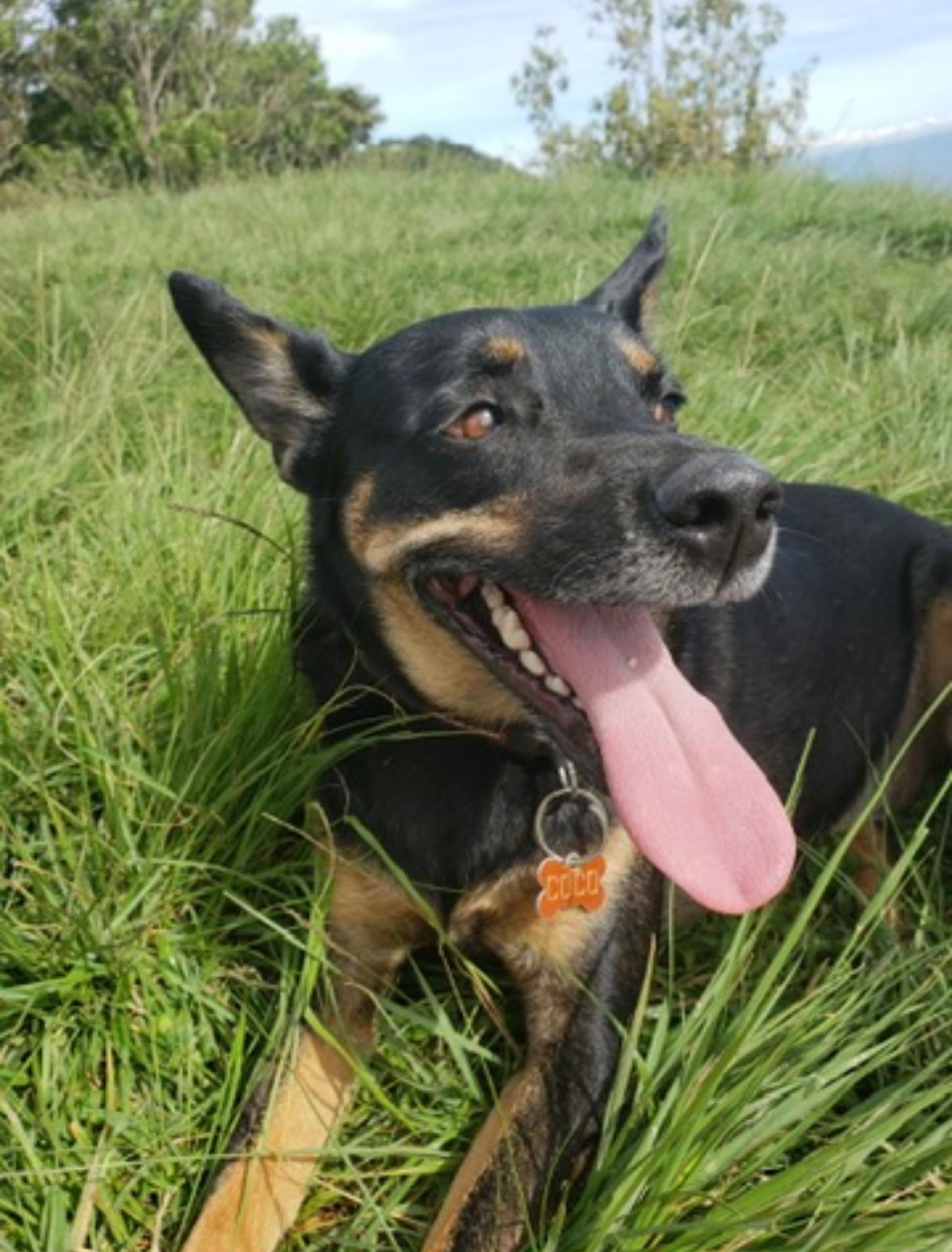 Enlarge Coco, a Adoptable mixed breed in Fort Worth, TX image 5/5