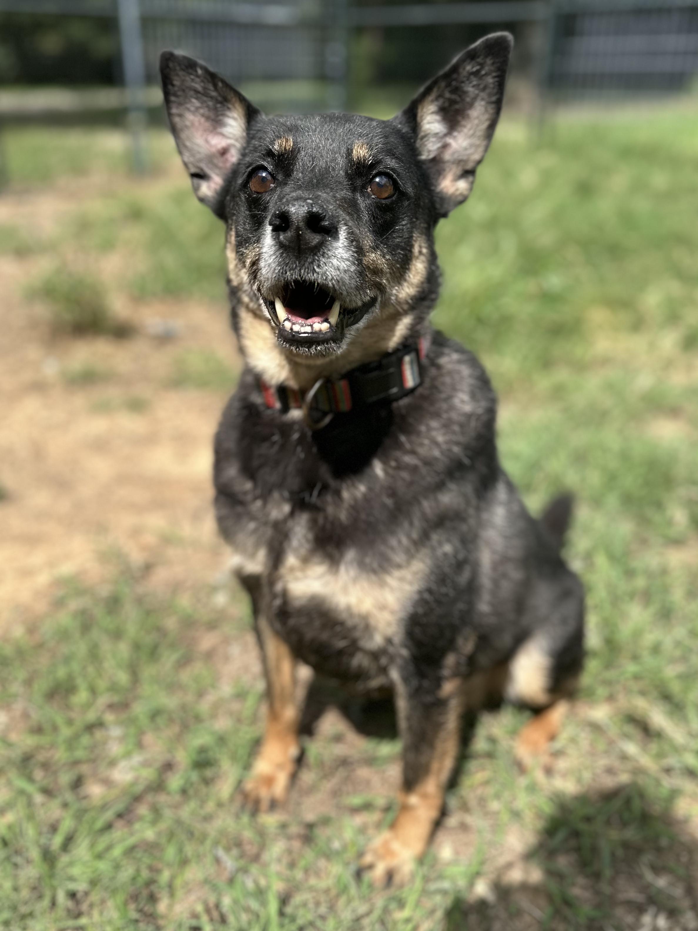 Enlarge Coco, a Adoptable mixed breed in Fort Worth, TX image 2/5