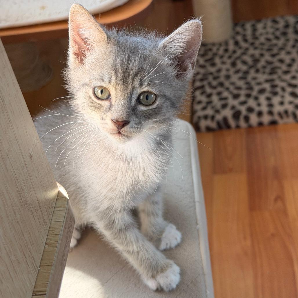 Oppie, Adoptable, Kitten Male Domestic Short Hair.