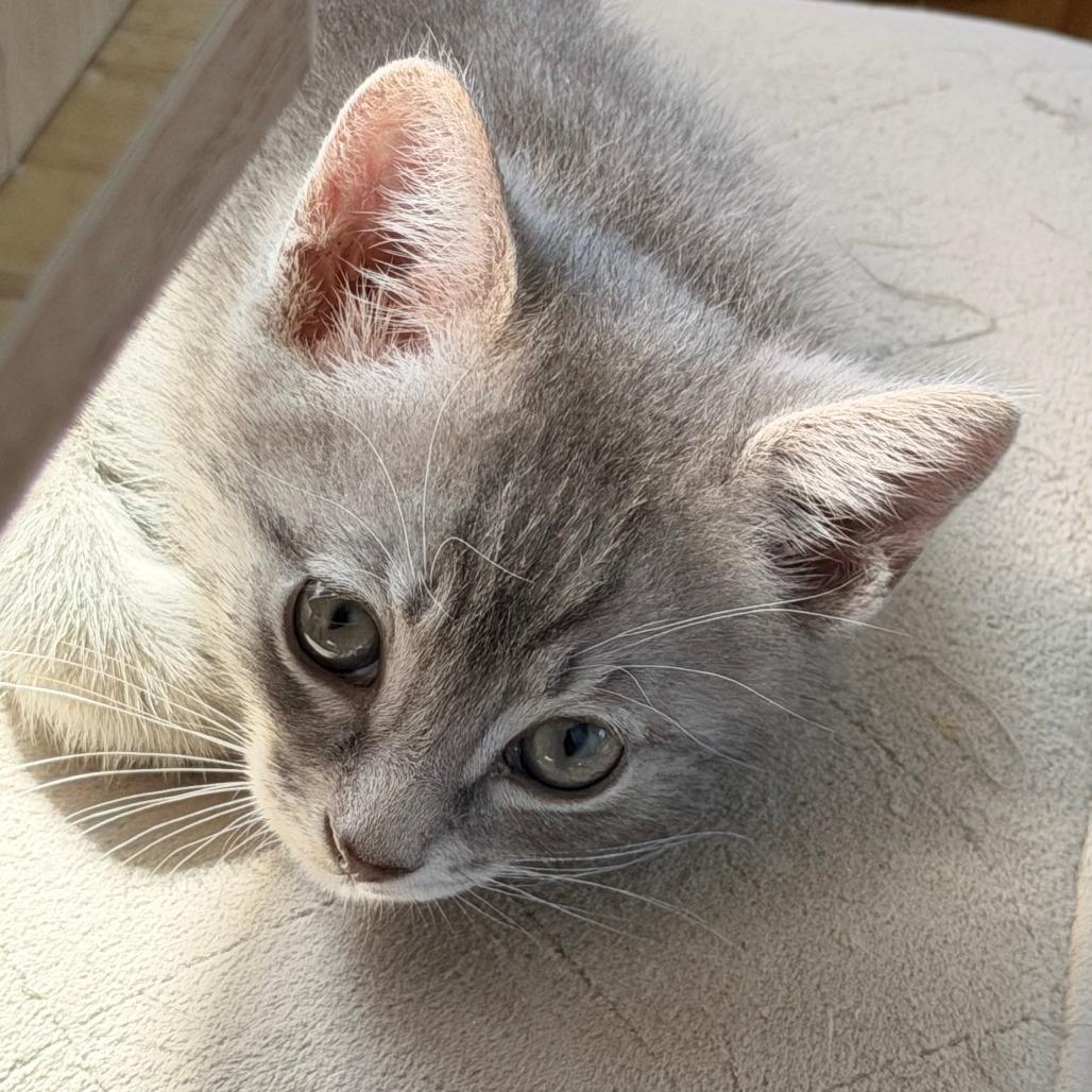 Enlarge Oppie, a Adoptable Domestic Short Hair in Jupiter, FL image 3/6