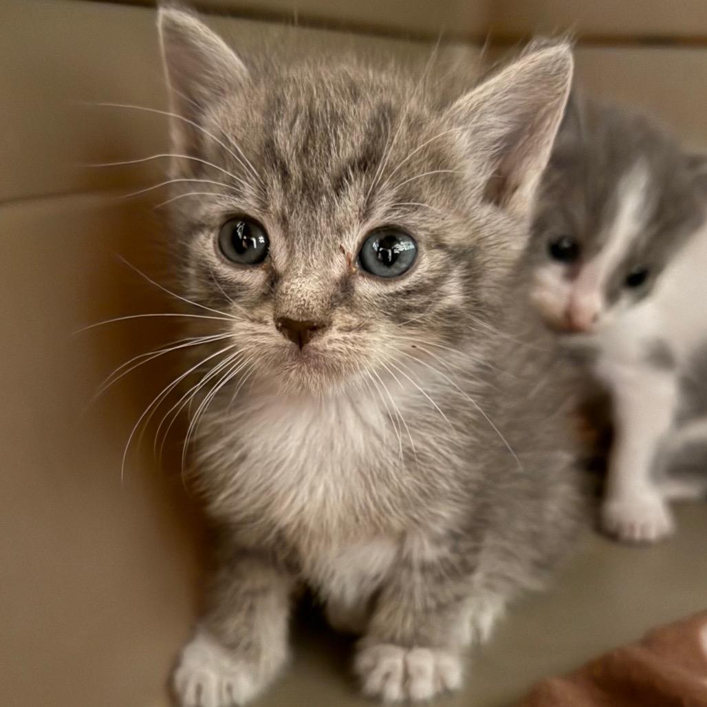 Enlarge Oppie, a Adoptable Domestic Short Hair in Jupiter, FL image 4/6