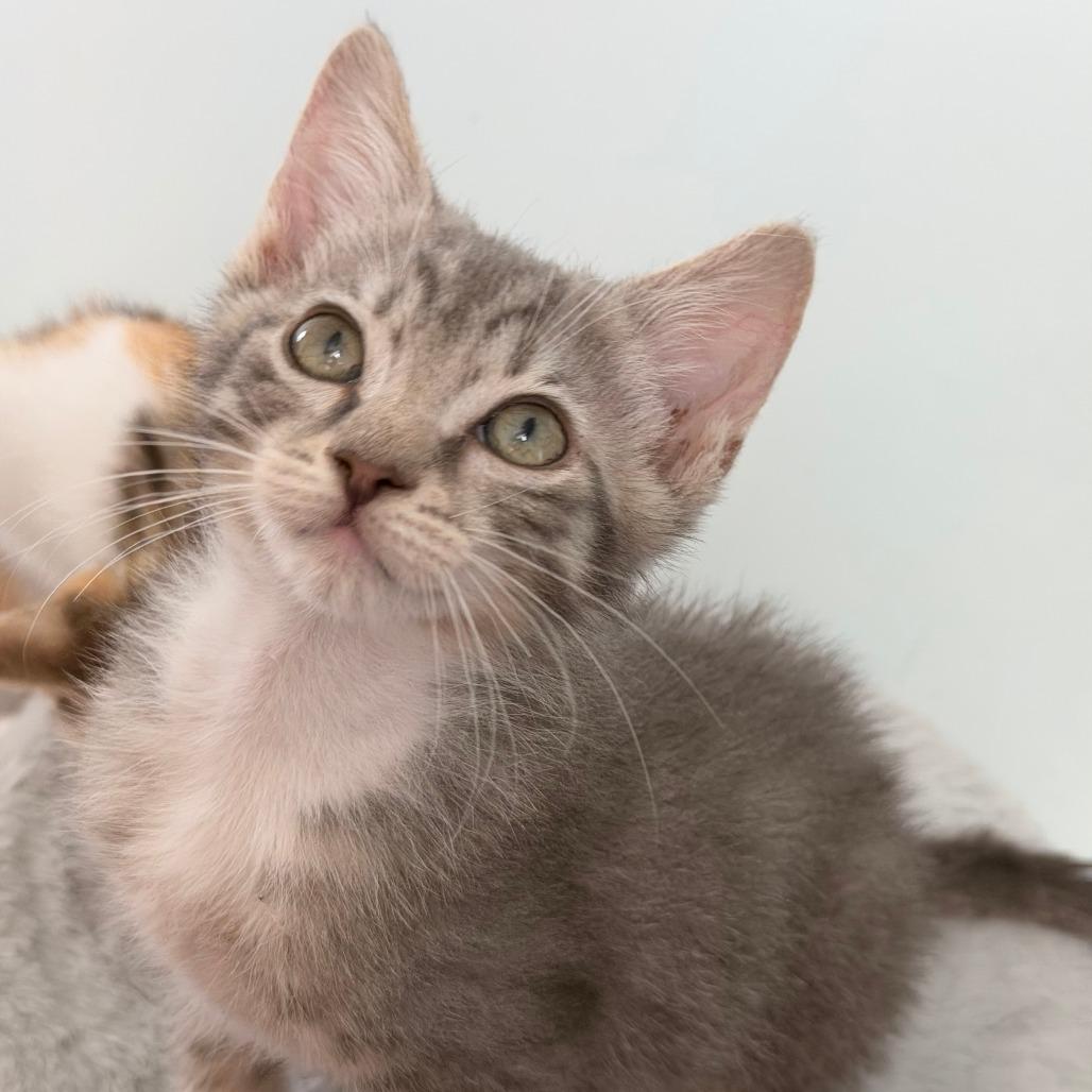 Enlarge Oppie, a Adoptable Domestic Short Hair in Jupiter, FL image 5/6