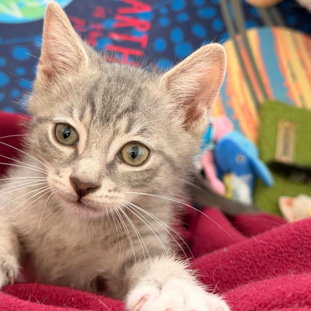 Enlarge Oppie, a Adoptable Domestic Short Hair in Jupiter, FL image 6/6