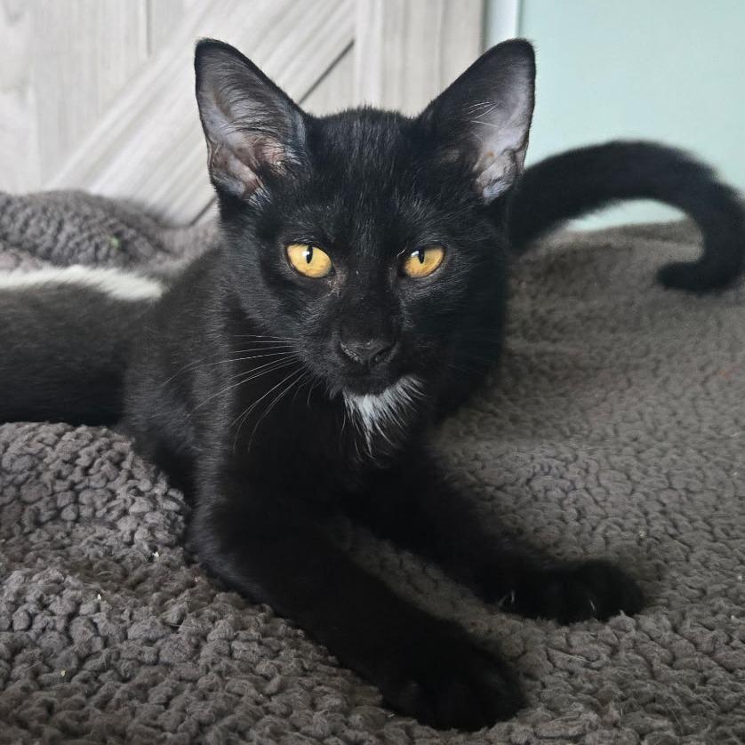 Mowgli, a Adoptable Domestic Short Hair in Wilmington, NC image 1/6