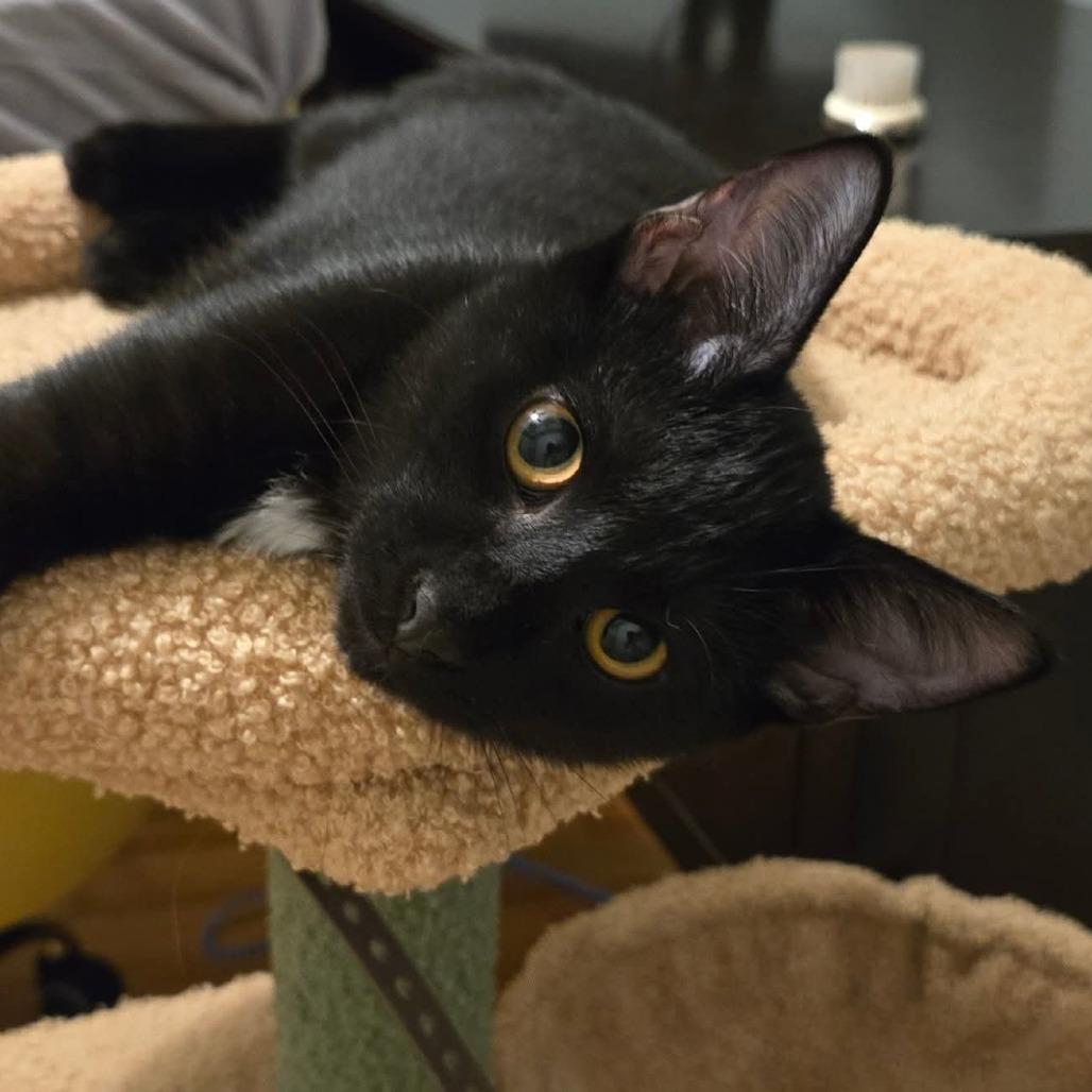 Mowgli, a Adoptable Domestic Short Hair in Wilmington, NC image 2/6