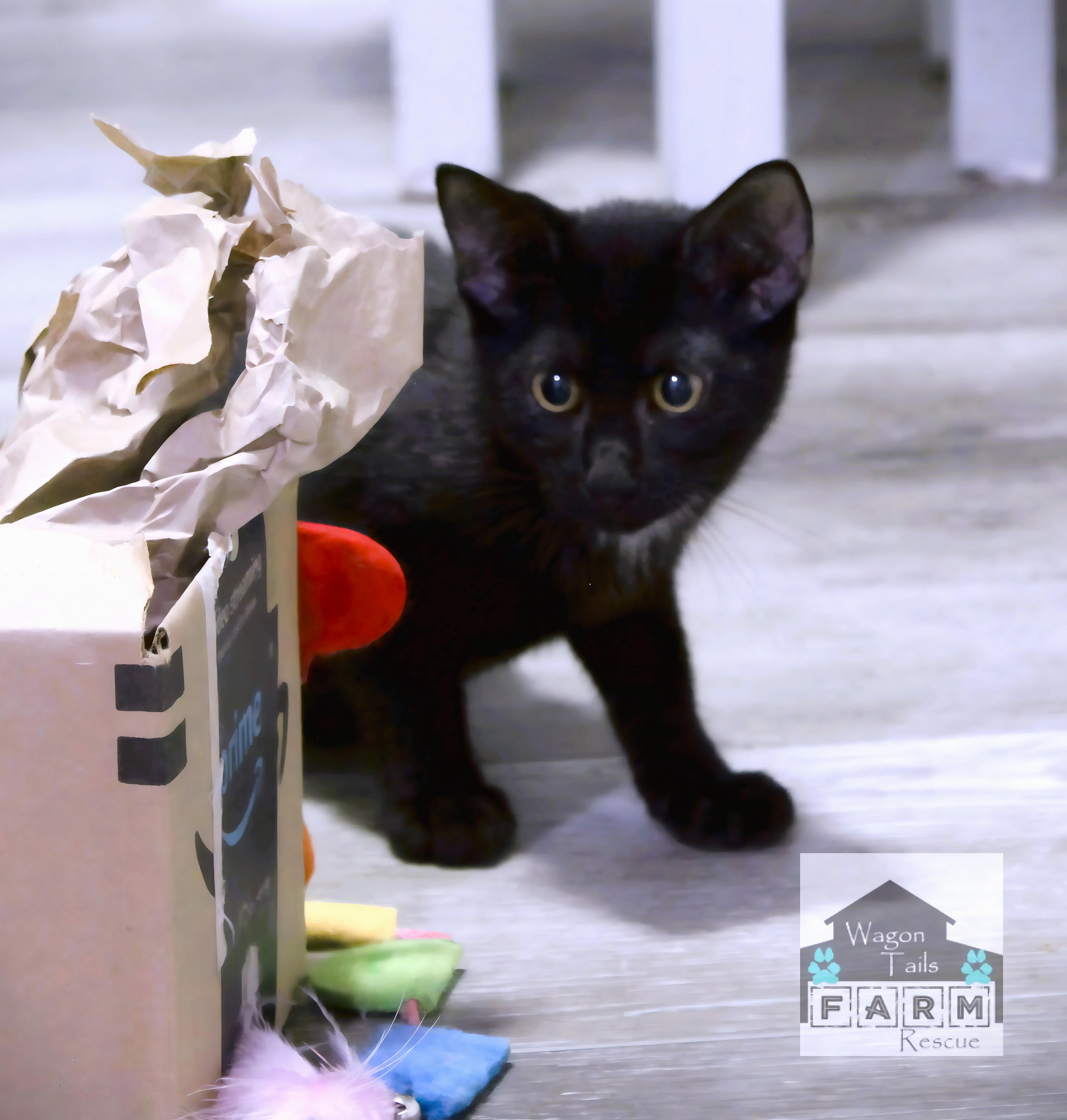 Mowgli, a Adoptable Domestic Short Hair in Wilmington, NC image 3/6