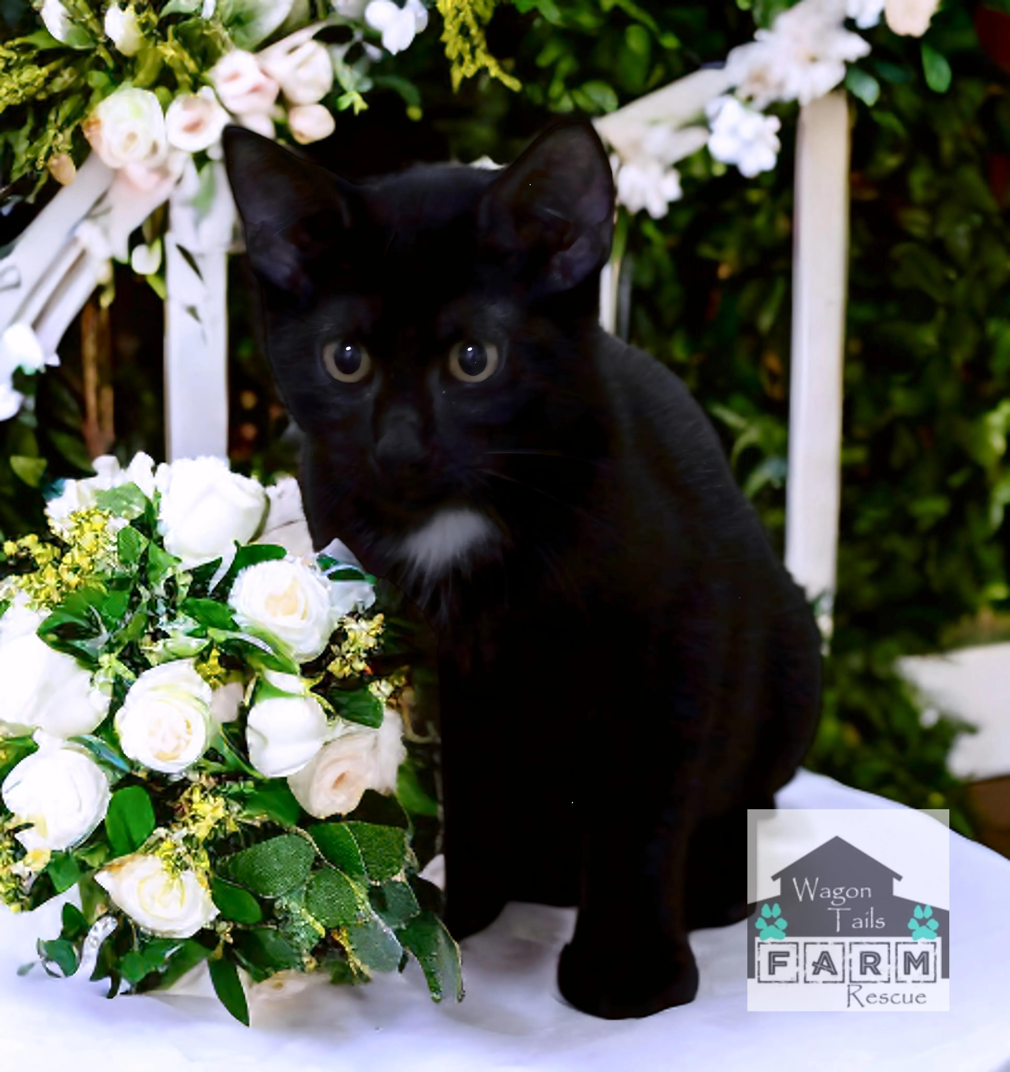 Mowgli, a Adoptable Domestic Short Hair in Wilmington, NC image 5/6