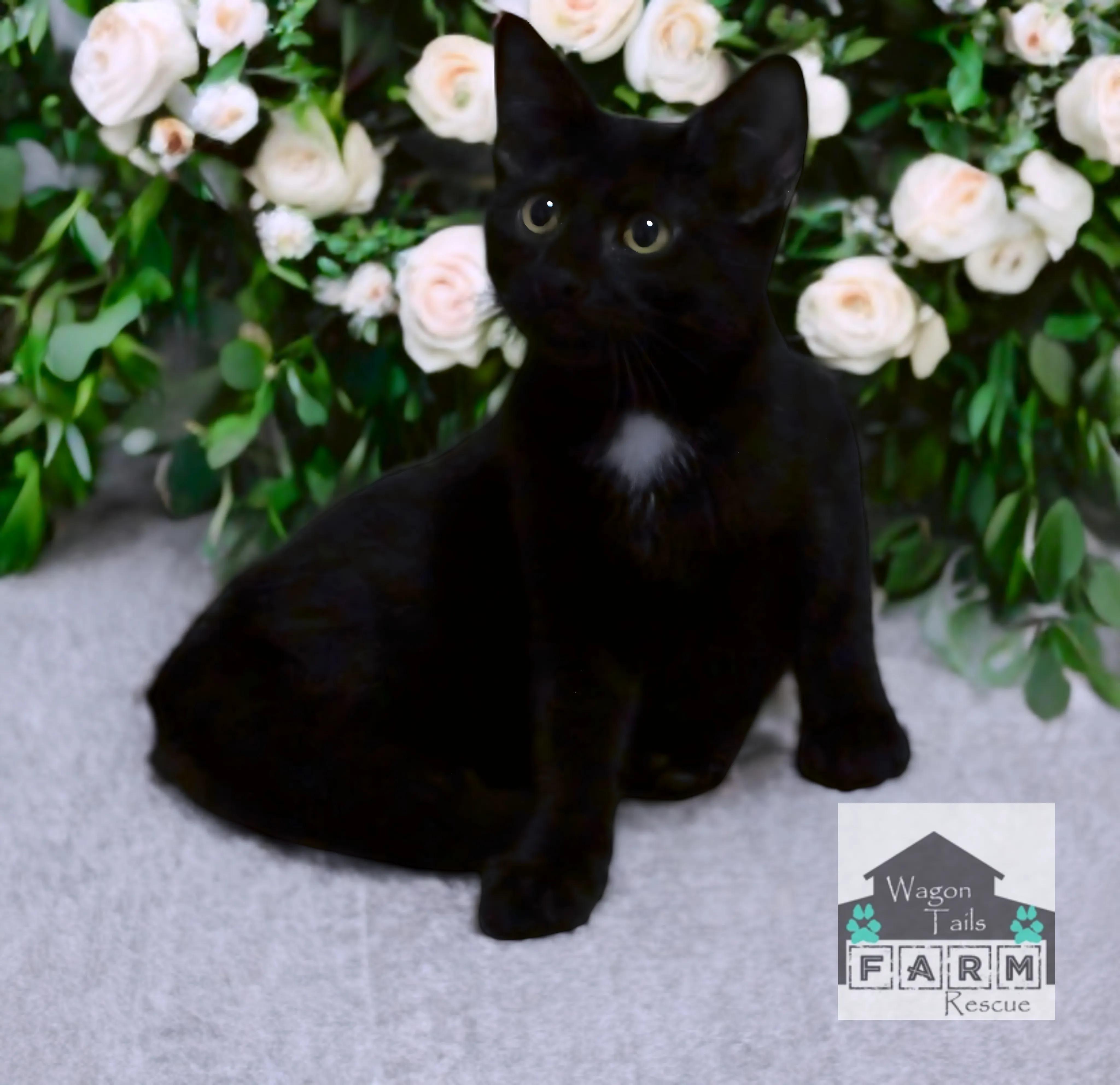 Mowgli, a Adoptable Domestic Short Hair in Wilmington, NC image 4/6