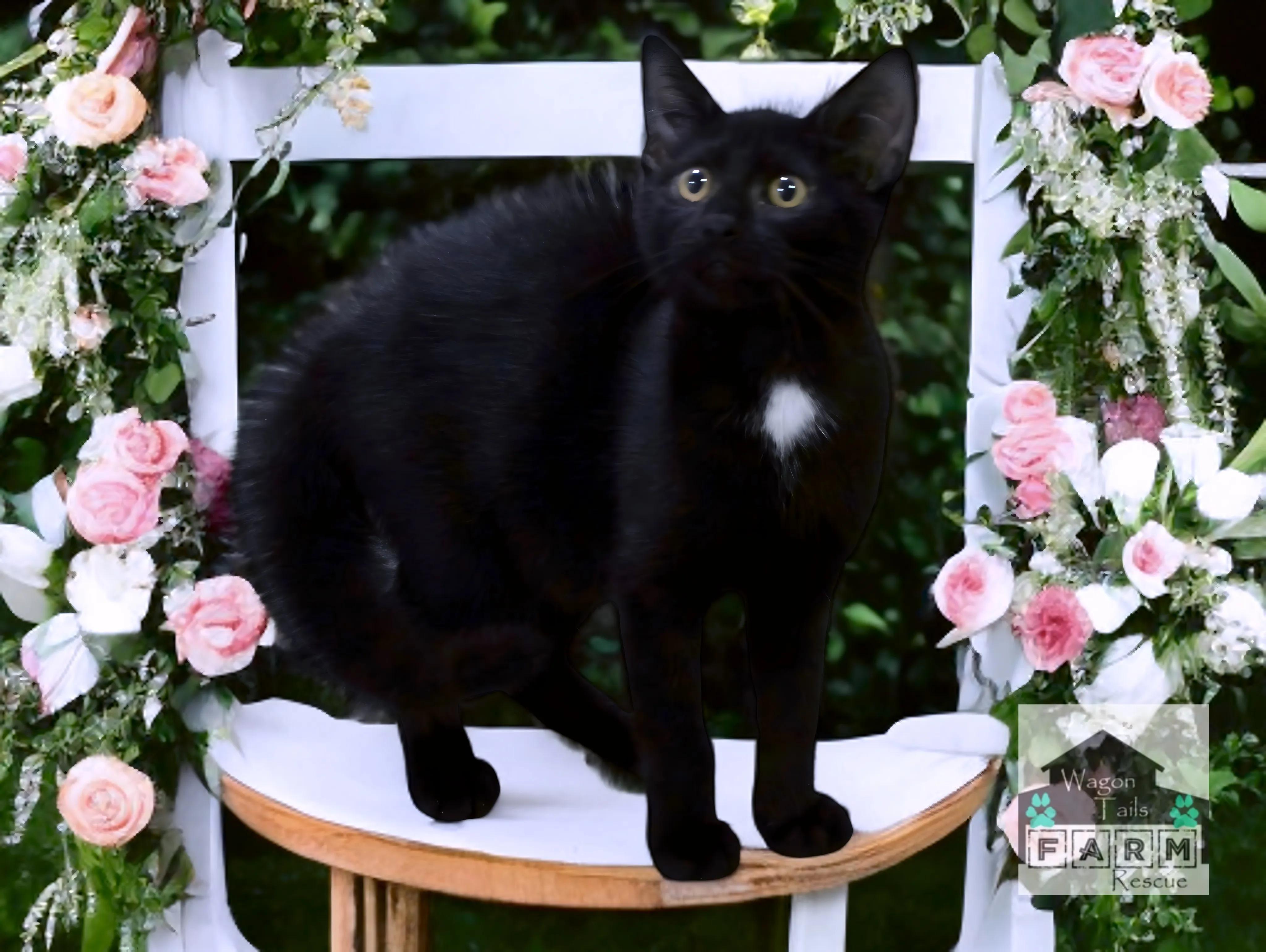 Mowgli, a Adoptable Domestic Short Hair in Wilmington, NC image 6/6