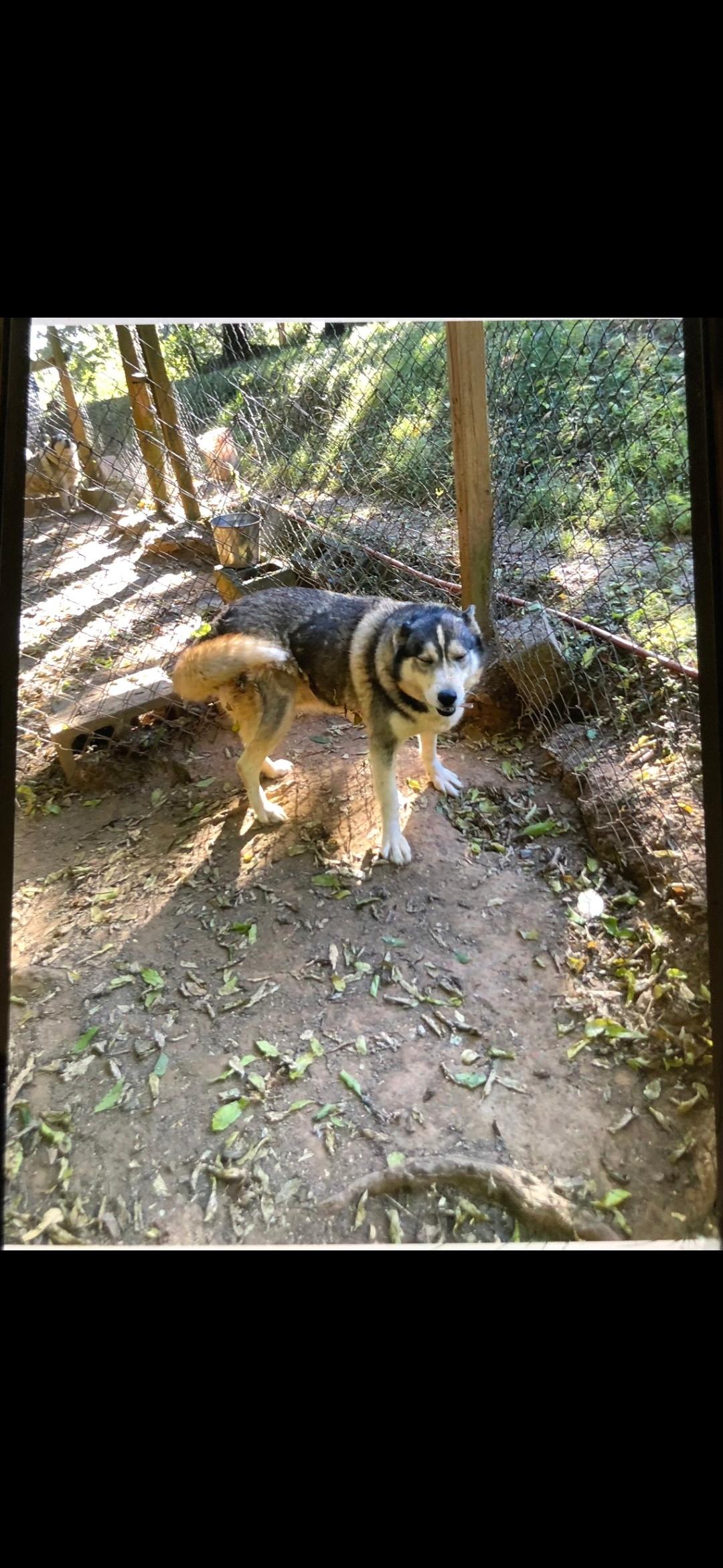 JoJo, Adoptable, Adult Female Siberian Husky.