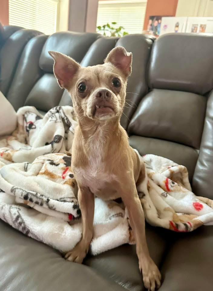 Diego, a Adoptable mixed breed in Houston, TX image 1/3