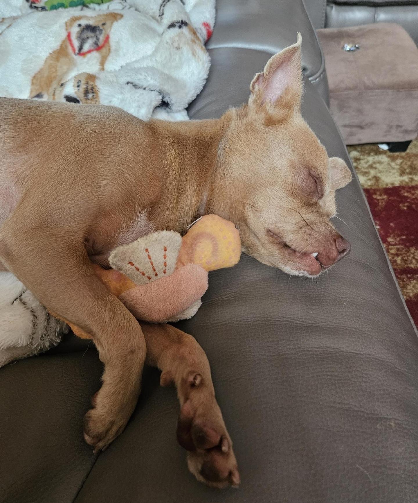 Diego, a Adoptable mixed breed in Houston, TX image 2/3