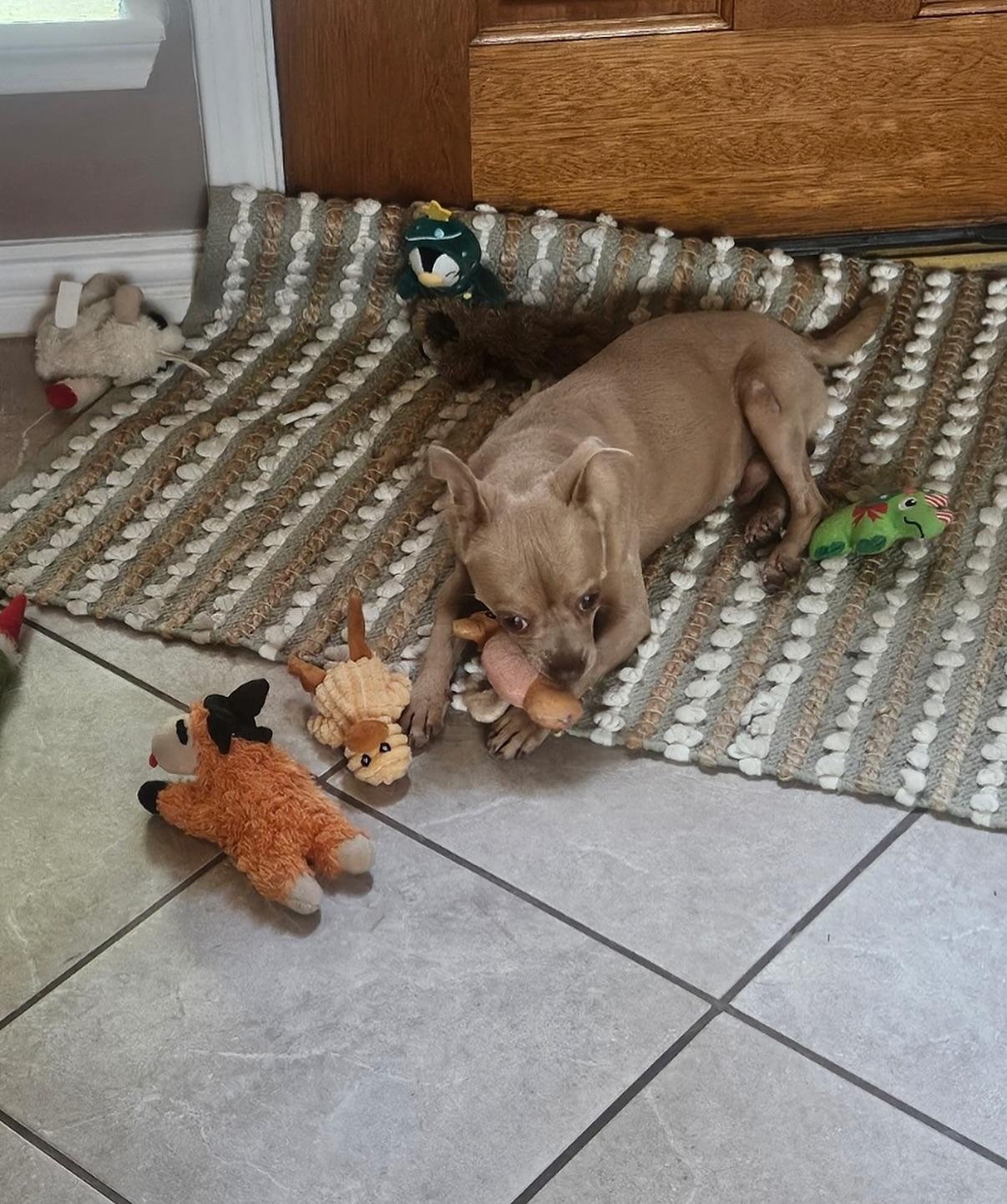 Diego, a Adoptable mixed breed in Houston, TX image 3/3