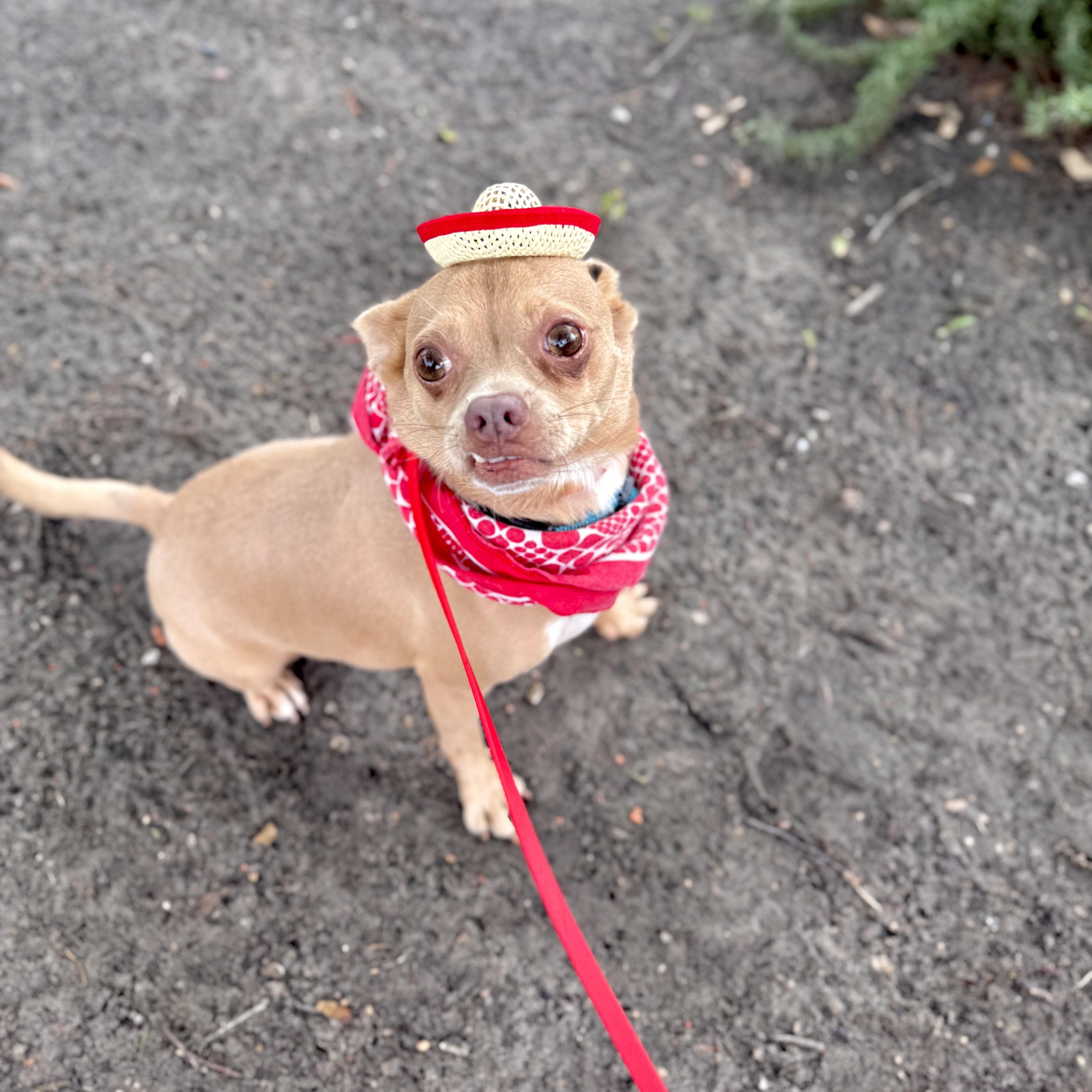 Enlarge Diego, a Adoptable mixed breed in Houston, TX image 5/5