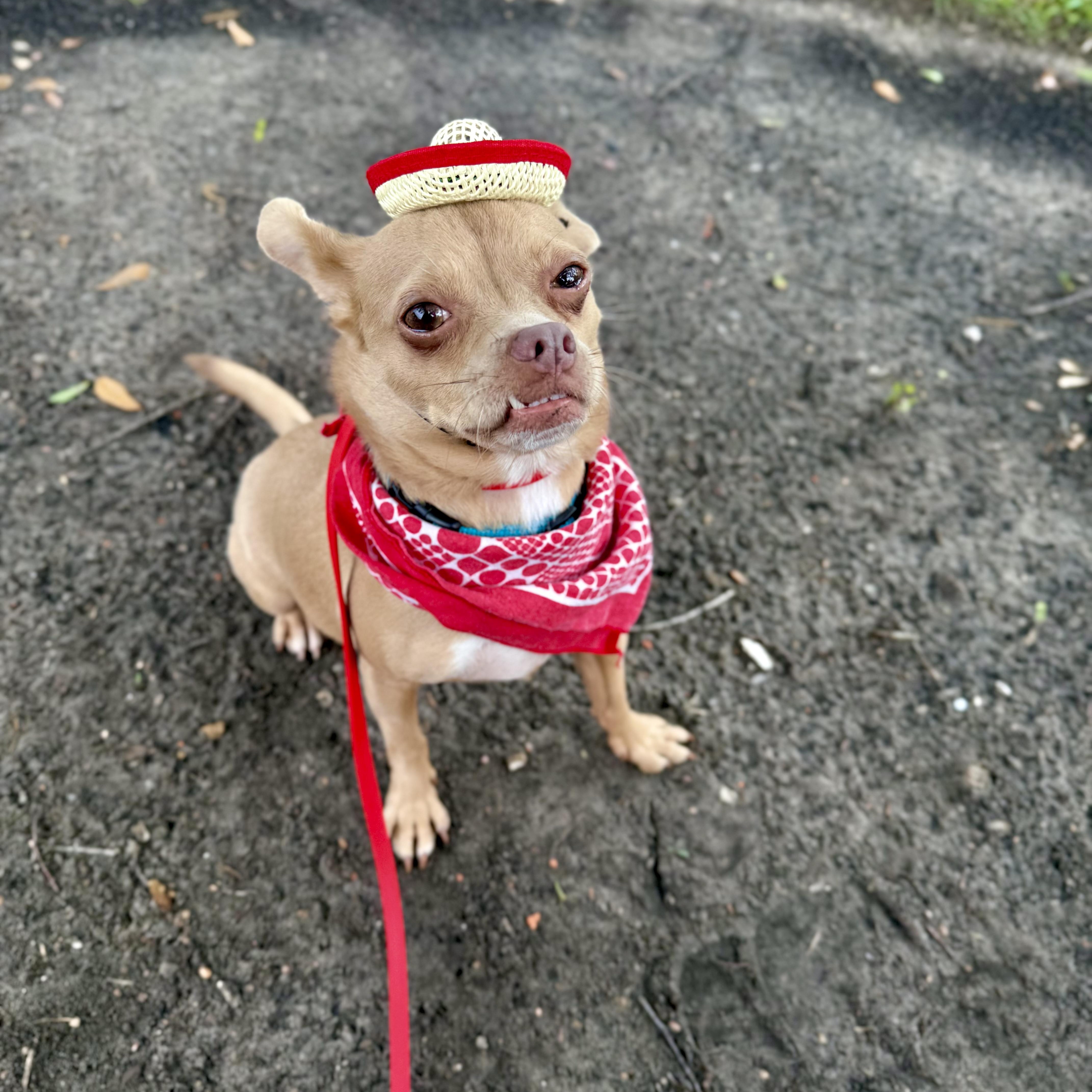 Enlarge Diego, a Adoptable mixed breed in Houston, TX image 3/5