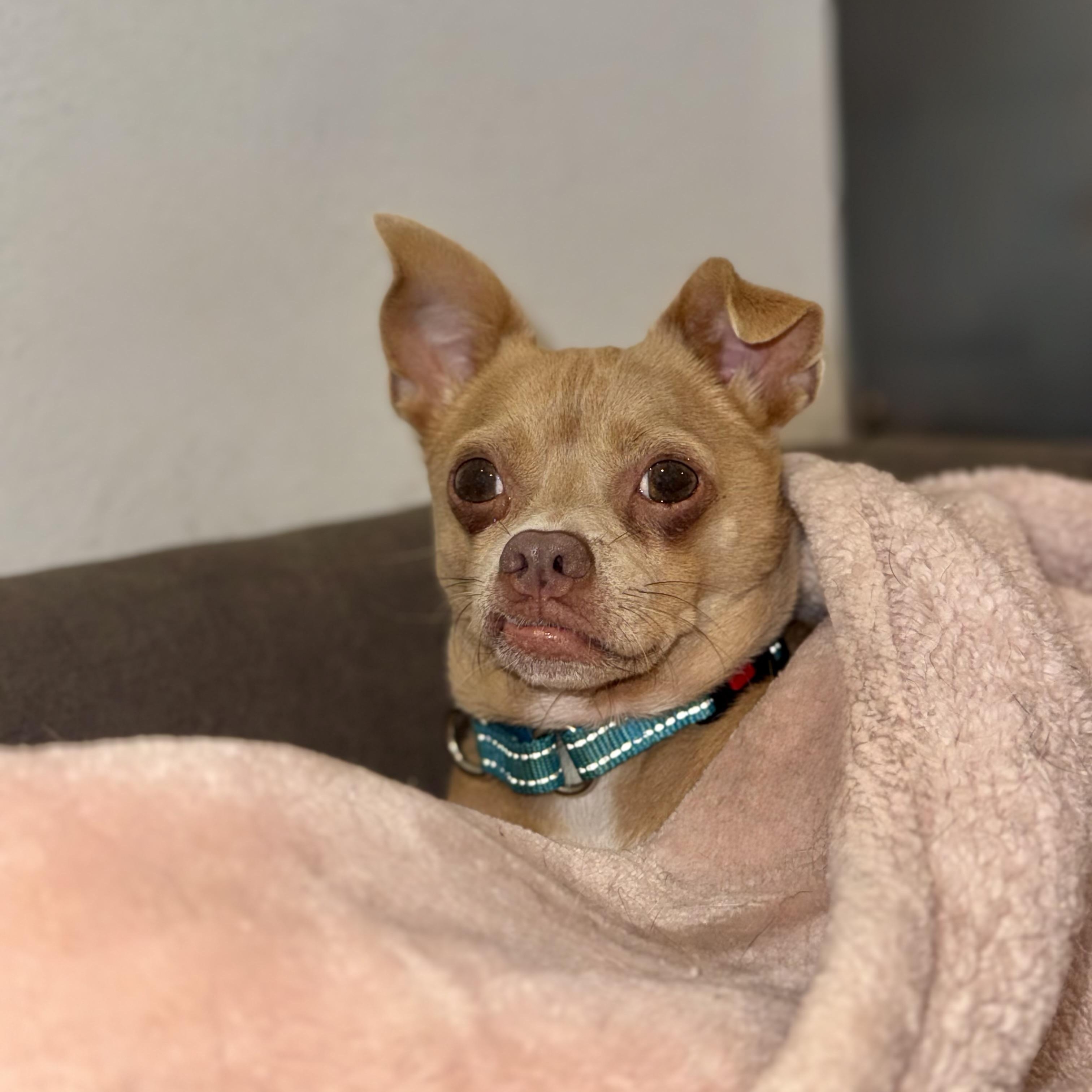 Enlarge Diego, a Adoptable mixed breed in Houston, TX image 2/5