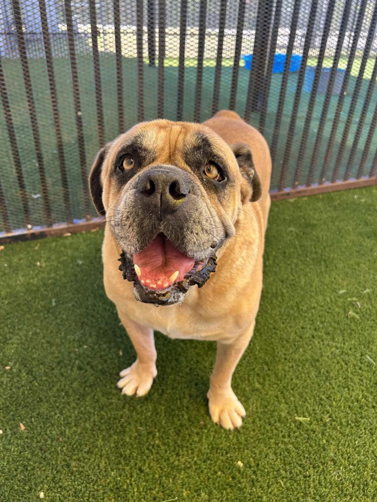 Tator, Adoptable, Senior Male English Bulldog.