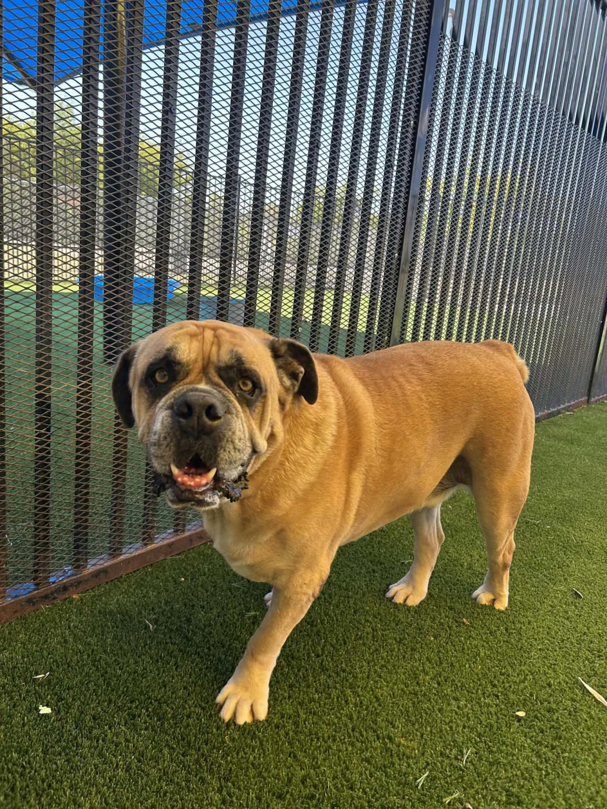 Enlarge Tator, a Adoptable English Bulldog in Rockwall, TX image 2/3