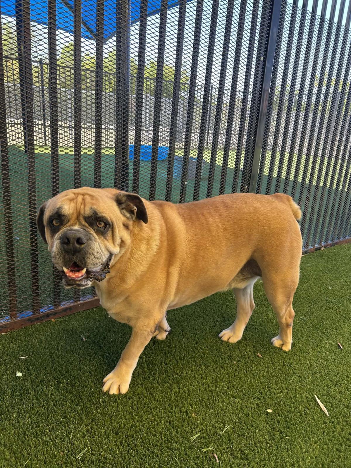 Enlarge Tator, a Adoptable English Bulldog in Rockwall, TX image 3/3