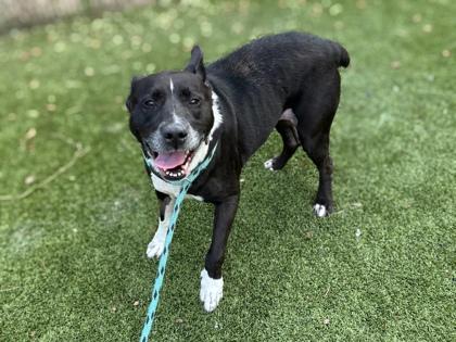 Virginia, Adoptable, Adult Female Retriever & Mixed Breed.