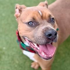 Enlarge Cash, a Adoptable mixed breed in Largo, FL image 1/3