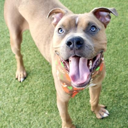 Enlarge Cash, a Adoptable mixed breed in Largo, FL image 2/3