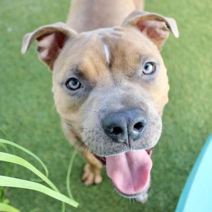 Enlarge Cash, a Adoptable mixed breed in Largo, FL image 3/3